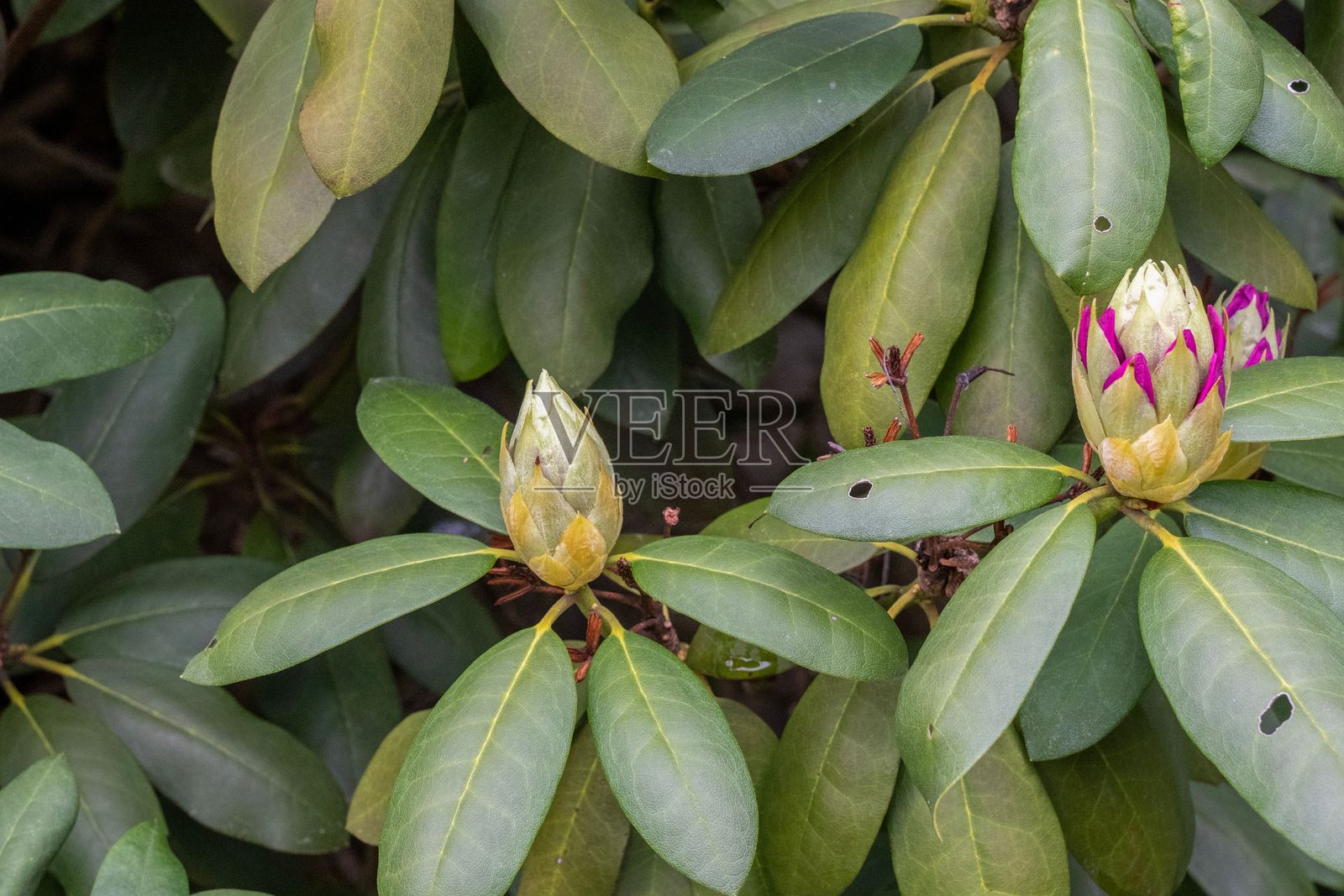 紫花杜鹃植物照片摄影图片
