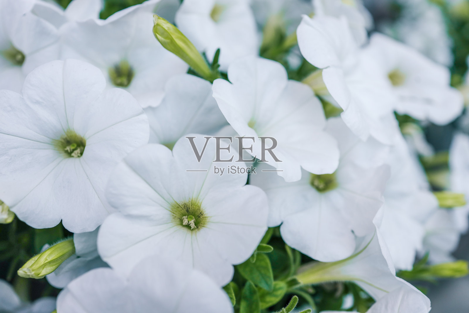 盛开的白色矮牵牛花特写。柔软的花瓣、绿色的茎和细腻的花卉纹理。非常适合园艺、花卉设计、自然背景和植物主题项目。照片摄影图片