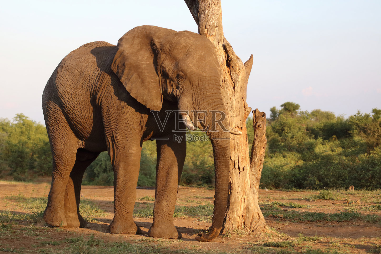 非洲象 / 非洲象 / 非洲象照片摄影图片