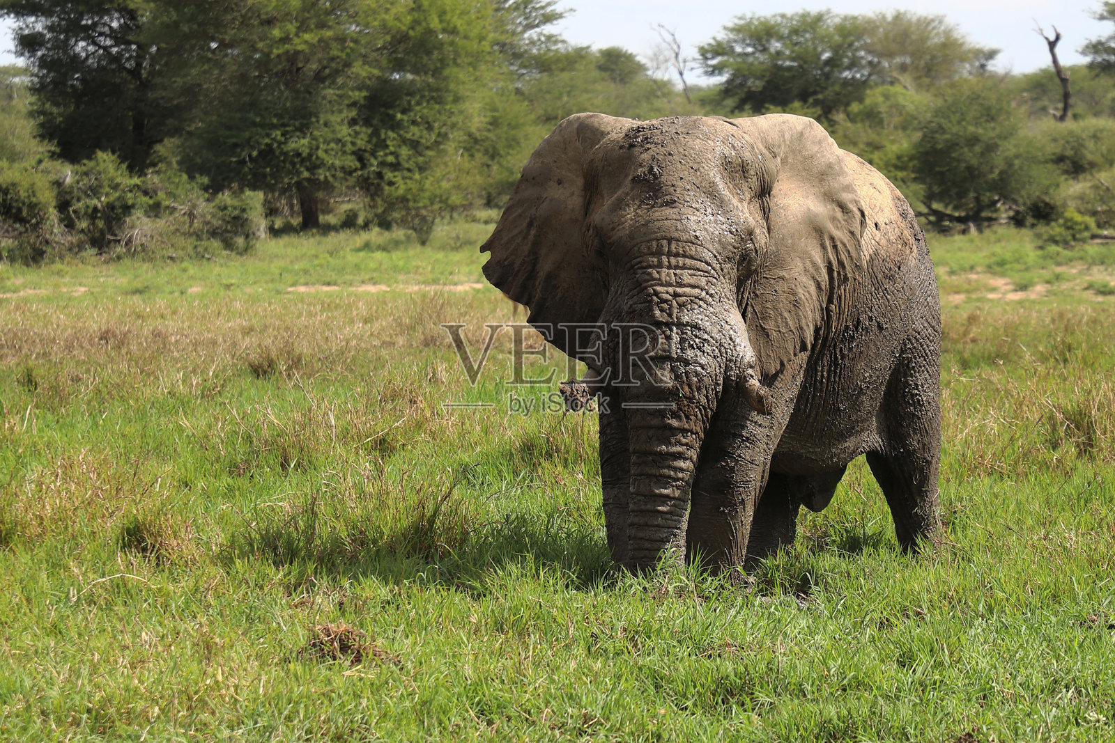 非洲象在泥浆中 / Loxodonta africana照片摄影图片