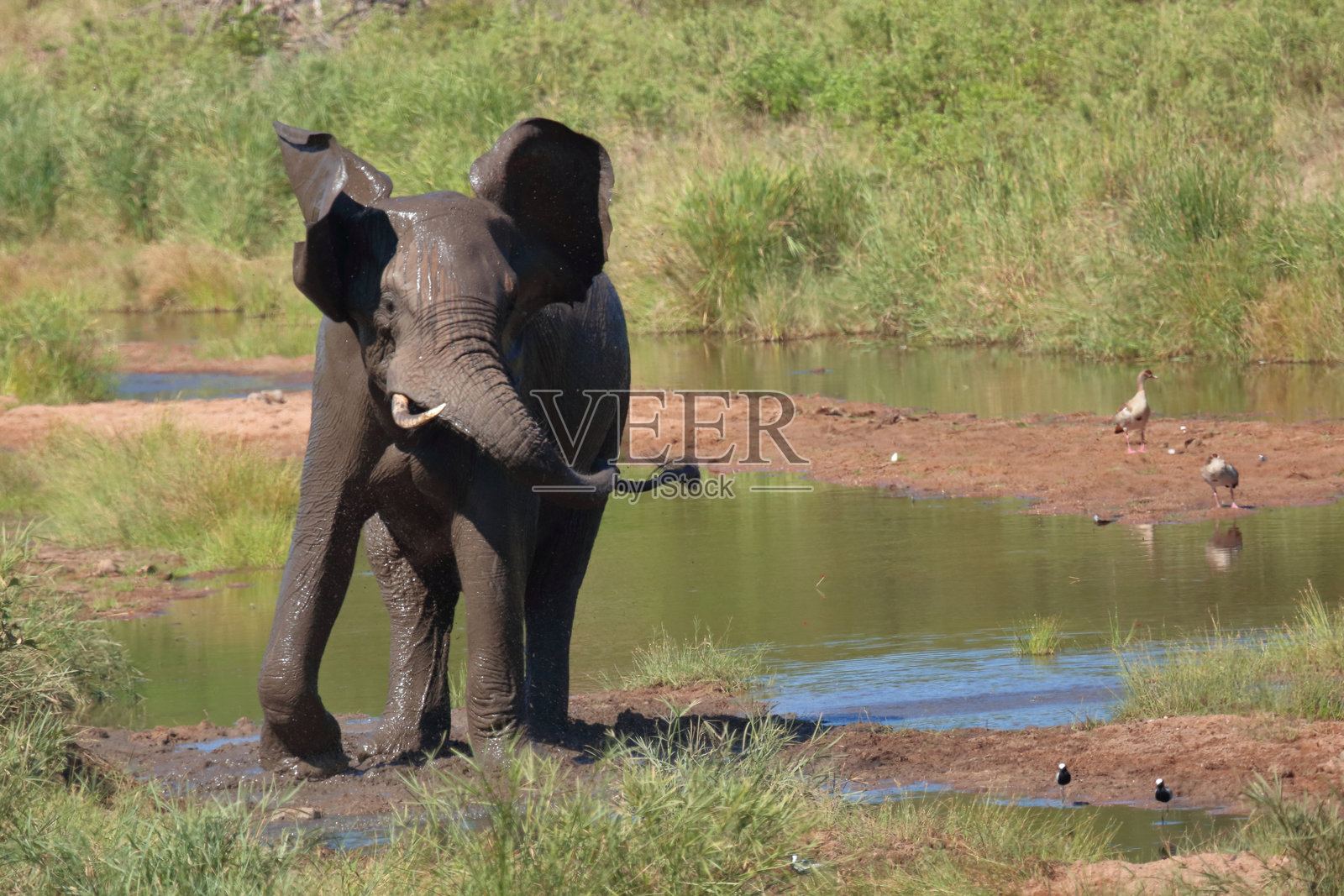 非洲象 / 非洲象 / 非洲象照片摄影图片