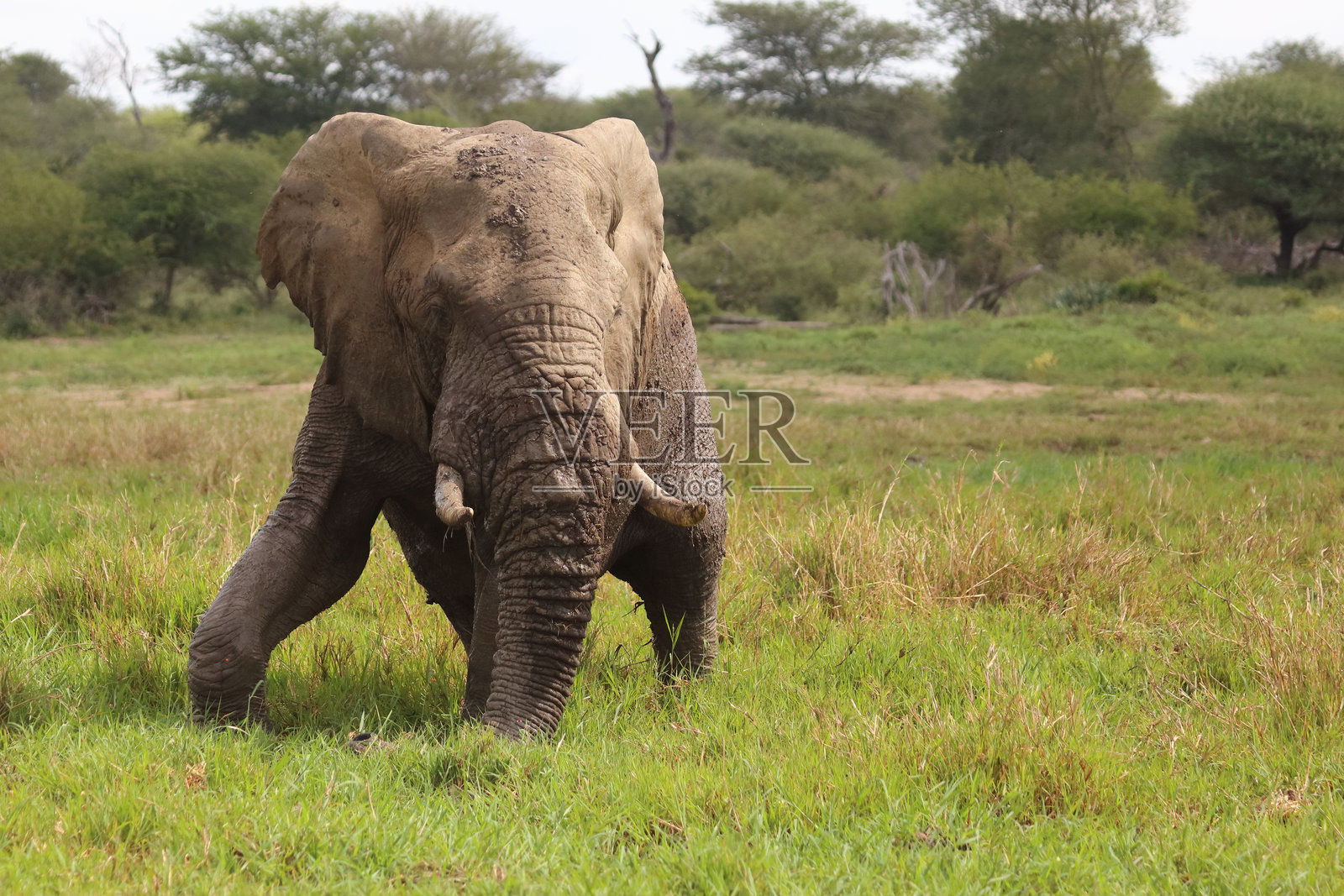 非洲象在泥浆中 / Loxodonta africana照片摄影图片