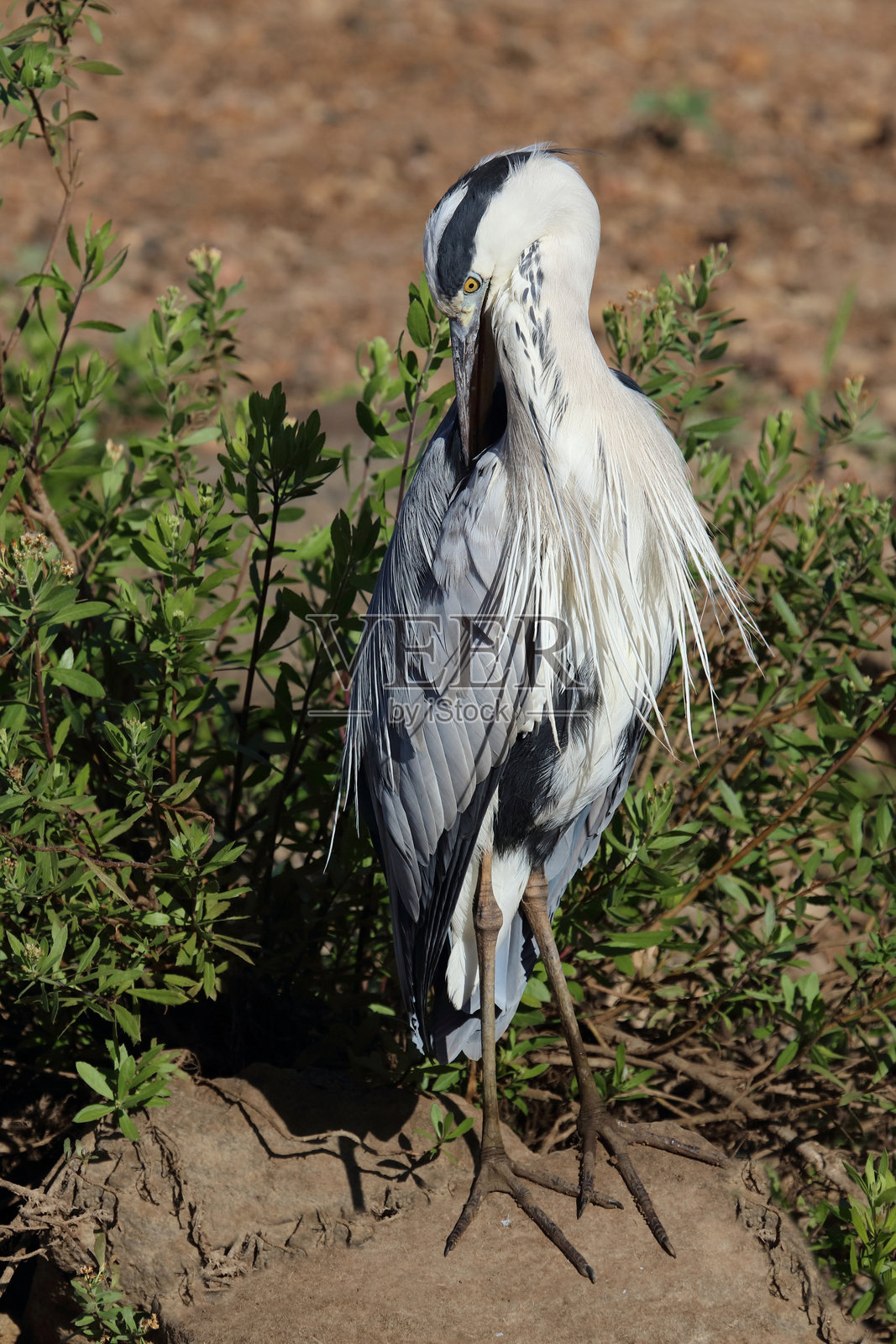 非洲灰鹭 / Grey heron / Ardea cinerea照片摄影图片