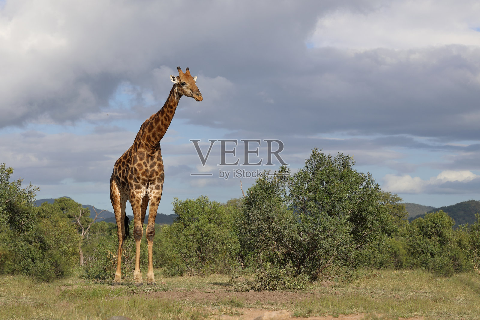 长颈鹿 / 长颈鹿 / 长颈鹿照片摄影图片