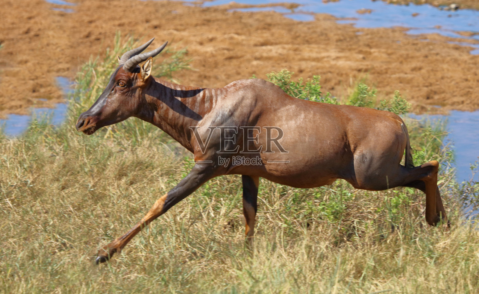 月牙羚羊 / 普通羚羊 / Damaliscus lunatus照片摄影图片