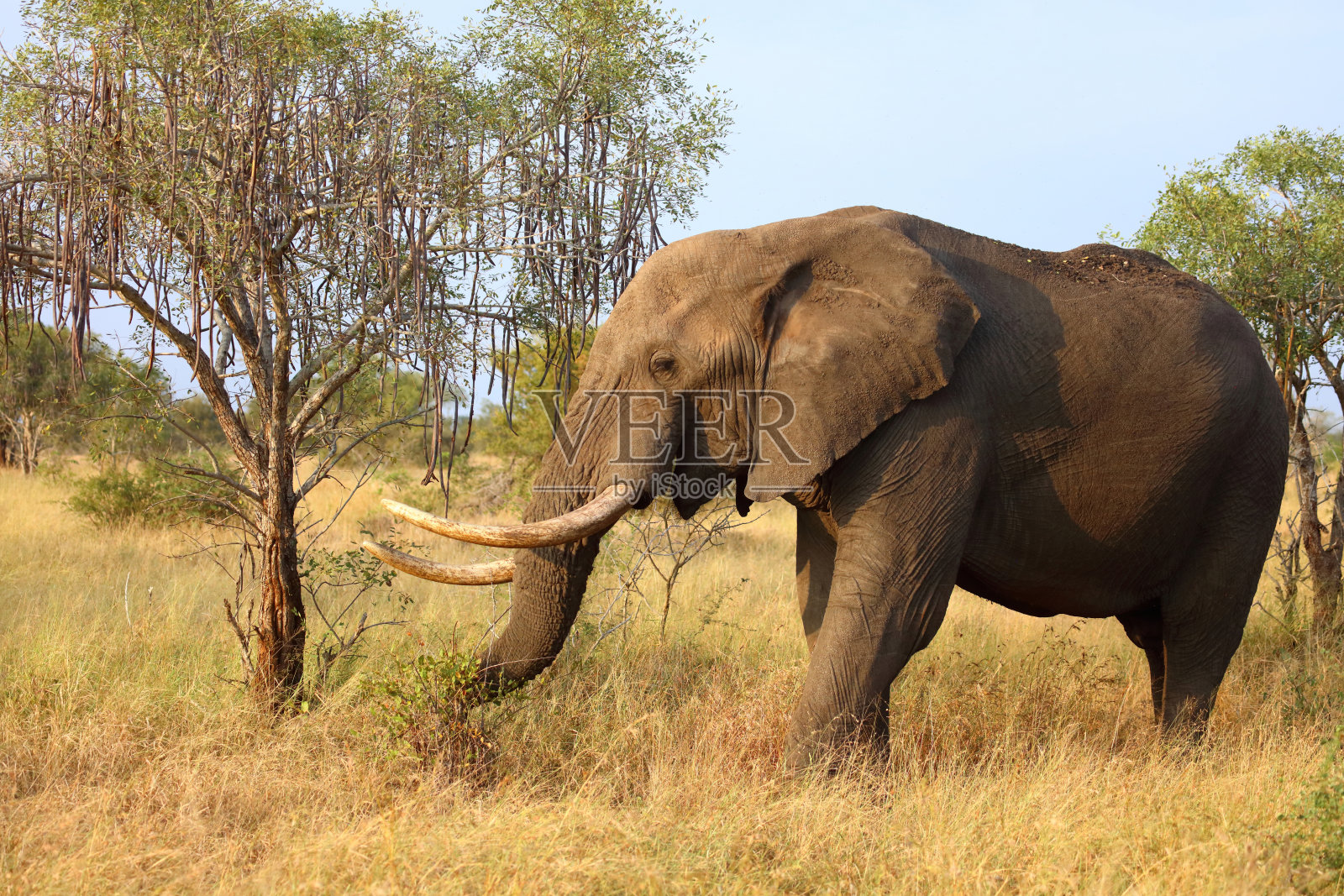 非洲象 / 非洲象 / 非洲象 (Loxodonta africana)照片摄影图片