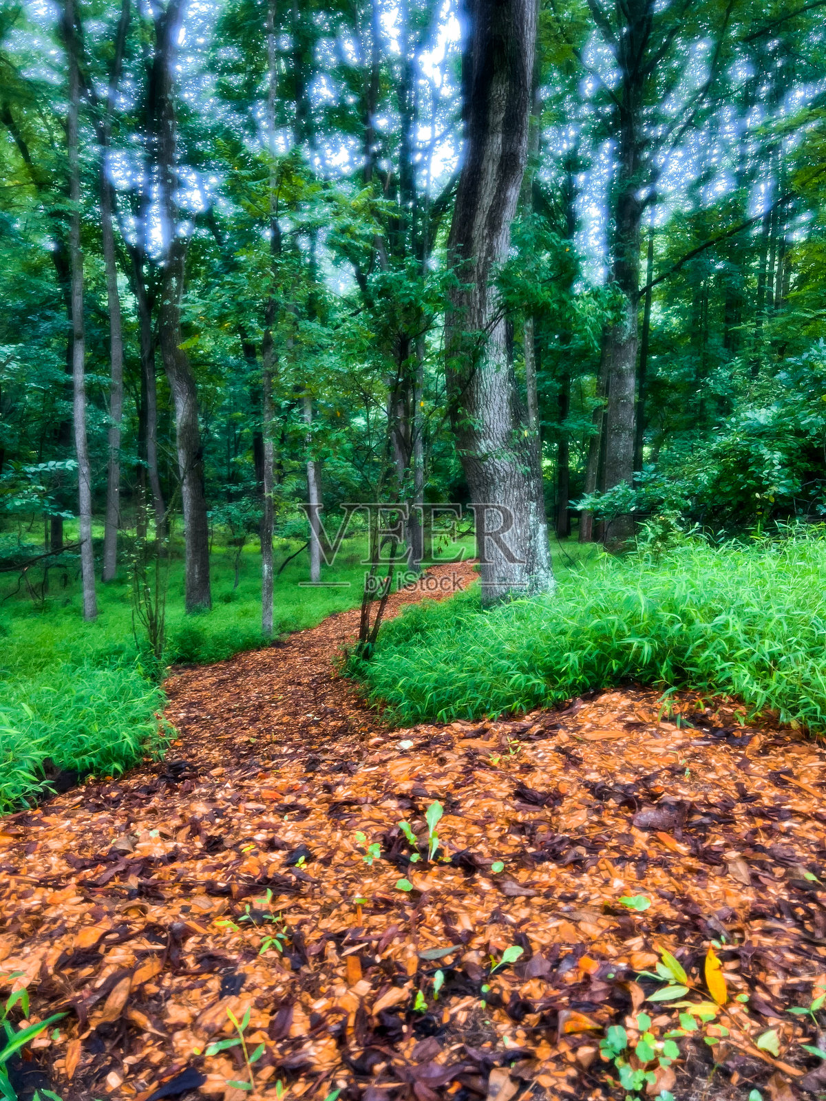 森林中的秋季小径照片摄影图片
