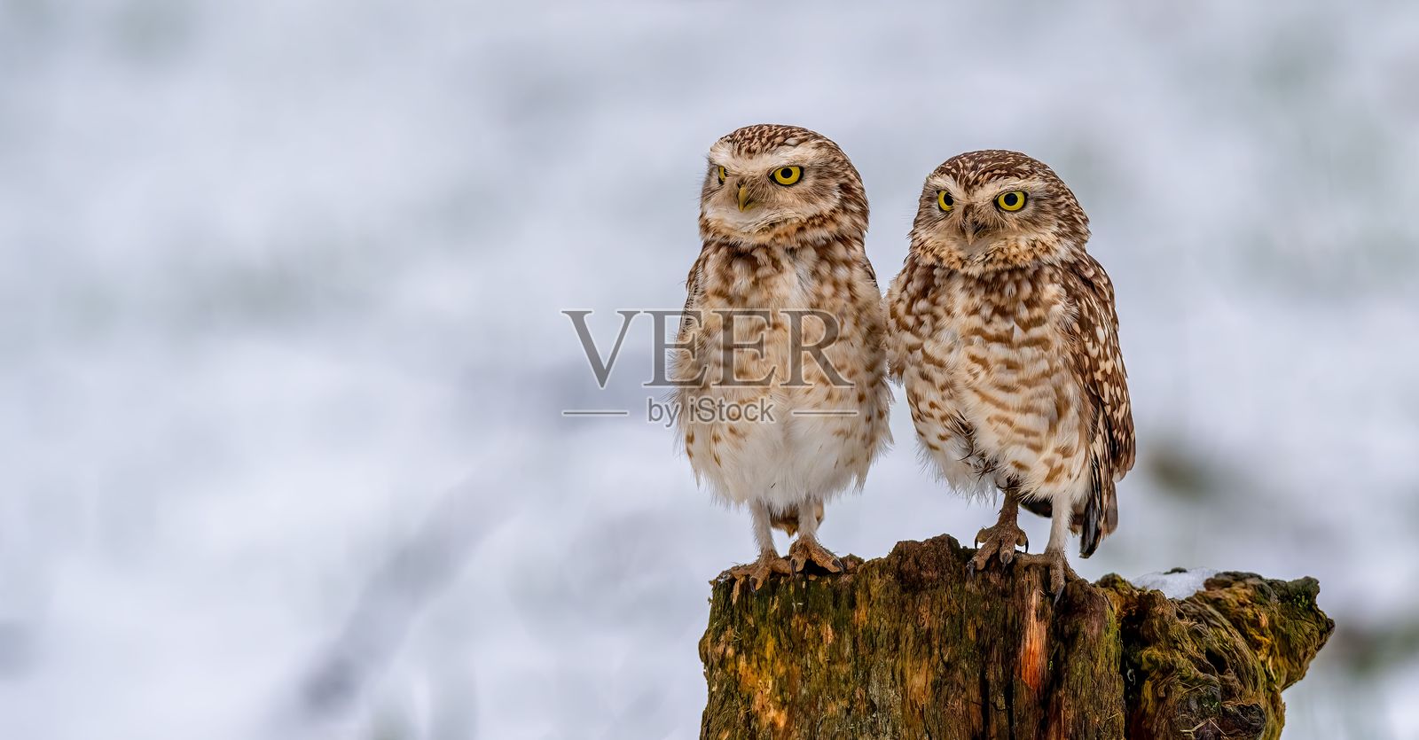 雪地背景下的穴居猫头鹰照片摄影图片