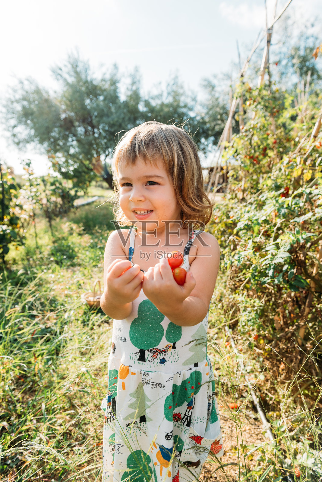 女孩在阳光明媚的夏季花园中快乐地采摘成熟的番茄照片摄影图片