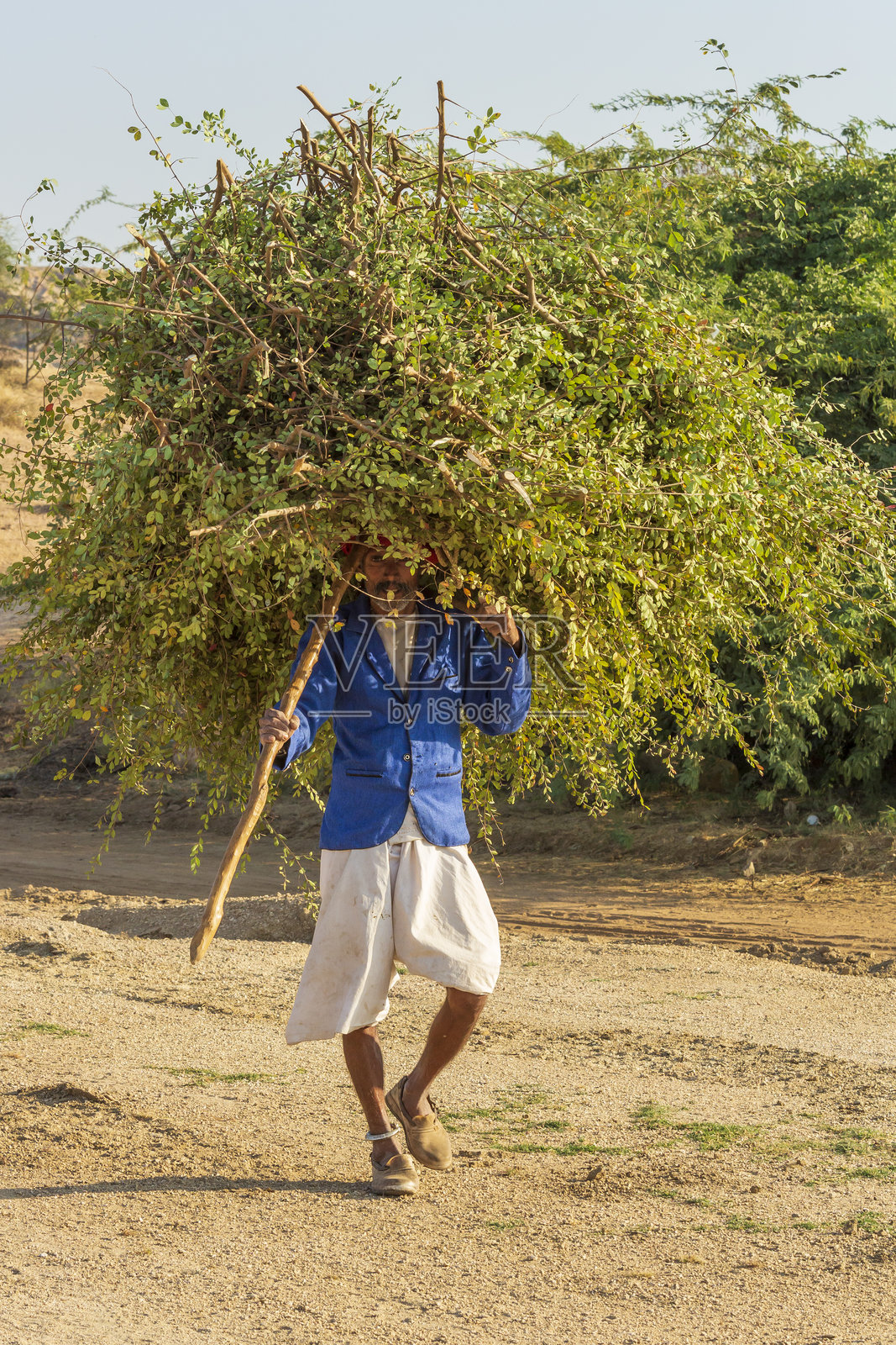 亚洲,印度,德里,乌代布尔,贝拉。部落人民。一个人背着大量割好的灌木。照片摄影图片