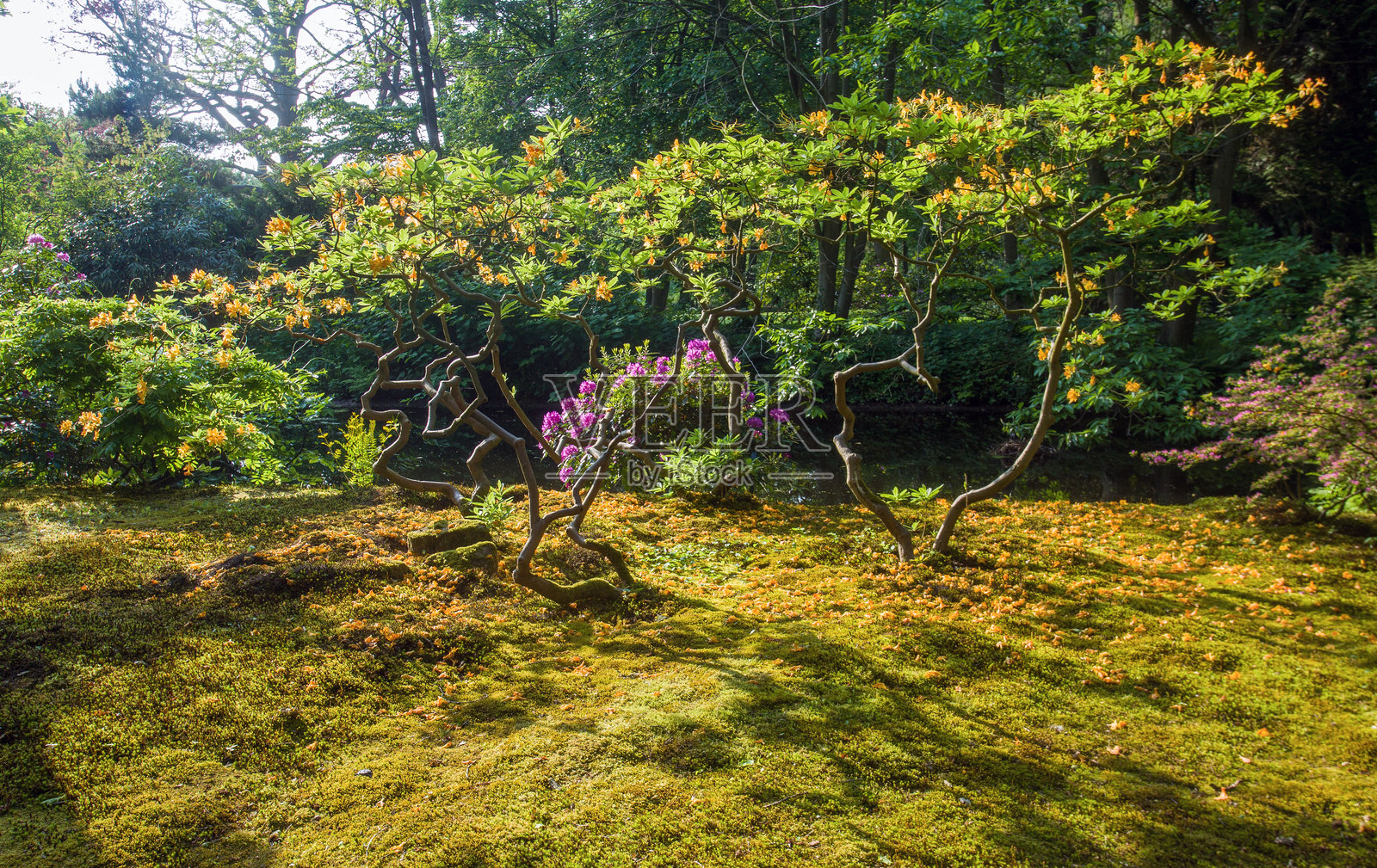海牙的奇妙日本花园照片摄影图片