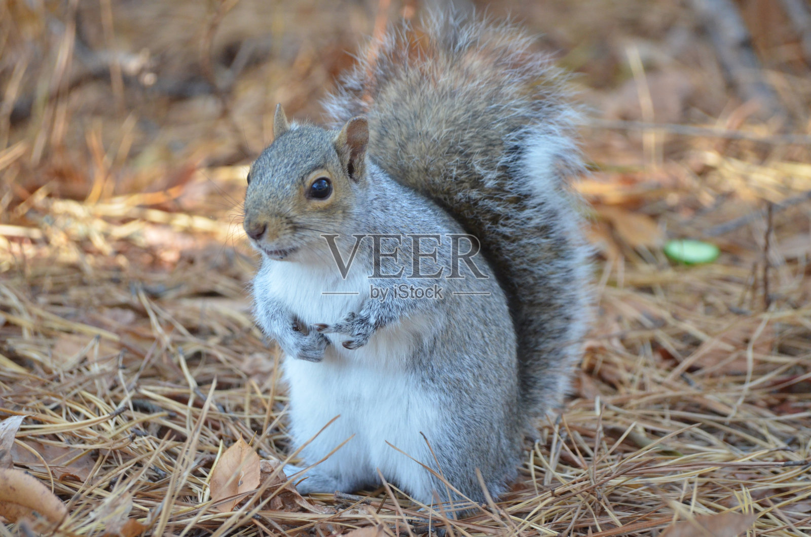 秋季森林中灰松鼠的特写镜头照片摄影图片