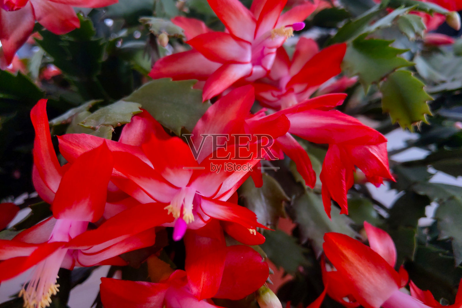 鲜艳的圣诞仙人掌展示明亮的红色花朵，适合节日装饰照片摄影图片