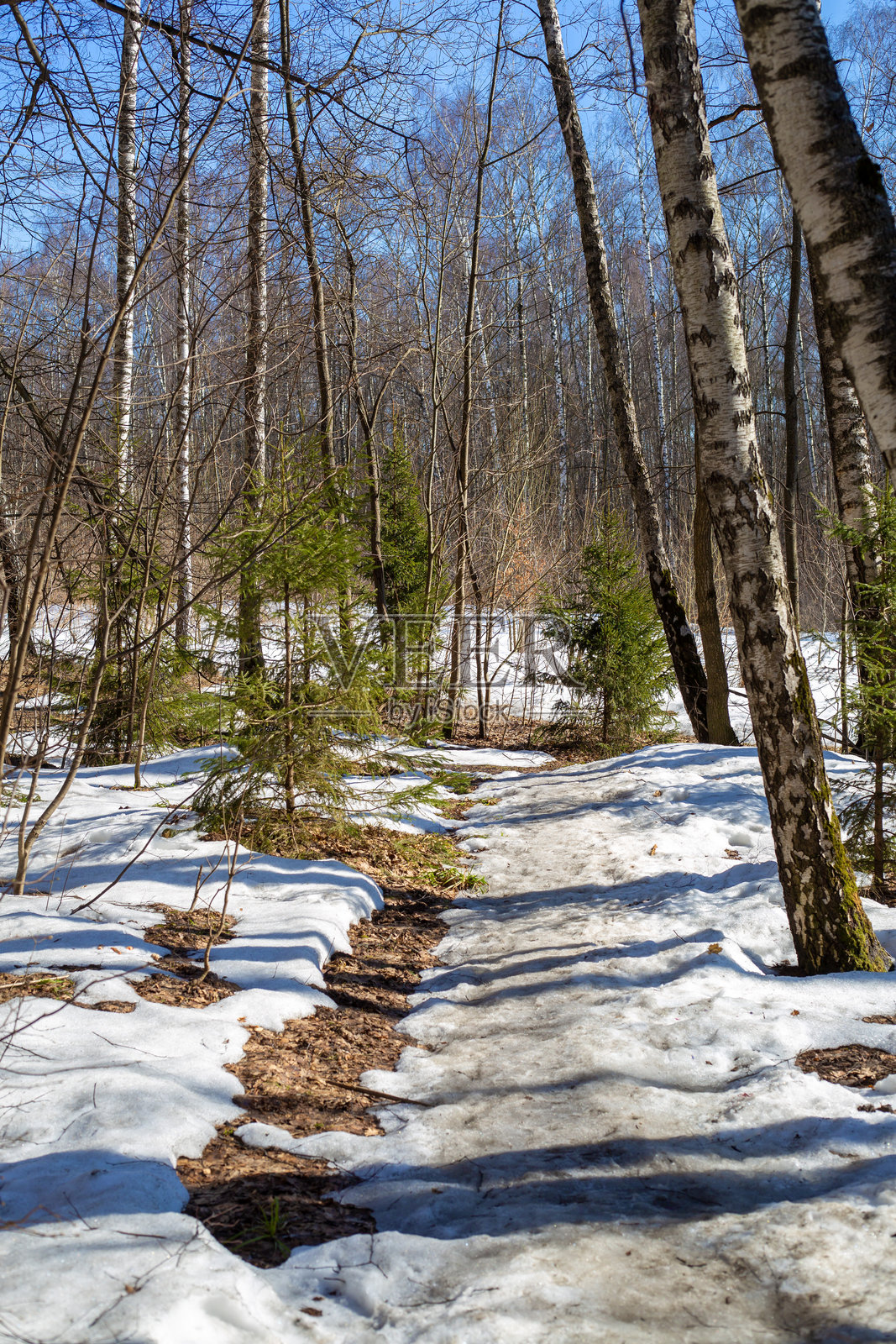 阳光明媚的三月森林日。光秃的树木和解冻的土地。春天的开始照片摄影图片