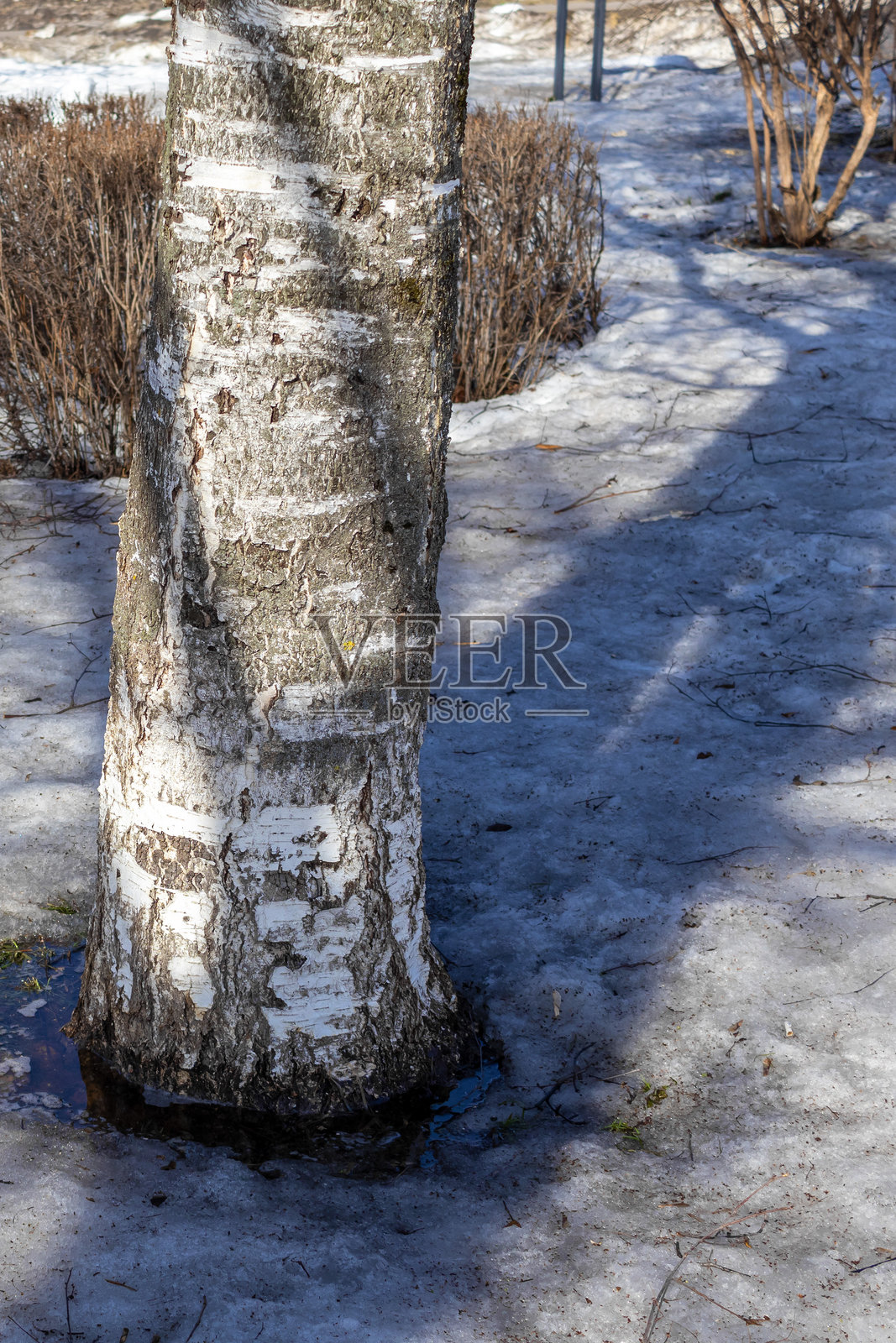白桦树的树干和三月阳光下融化的雪。春天的开始。特写镜头照片摄影图片
