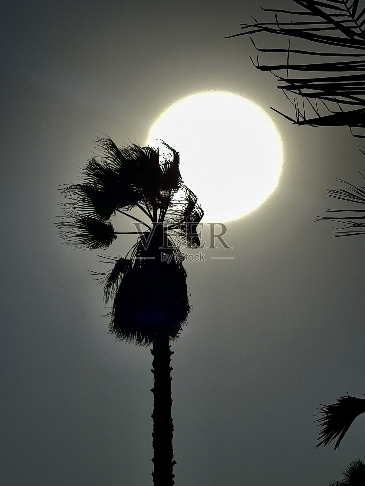 阳光下的墨西哥扇棕榈照片摄影图片