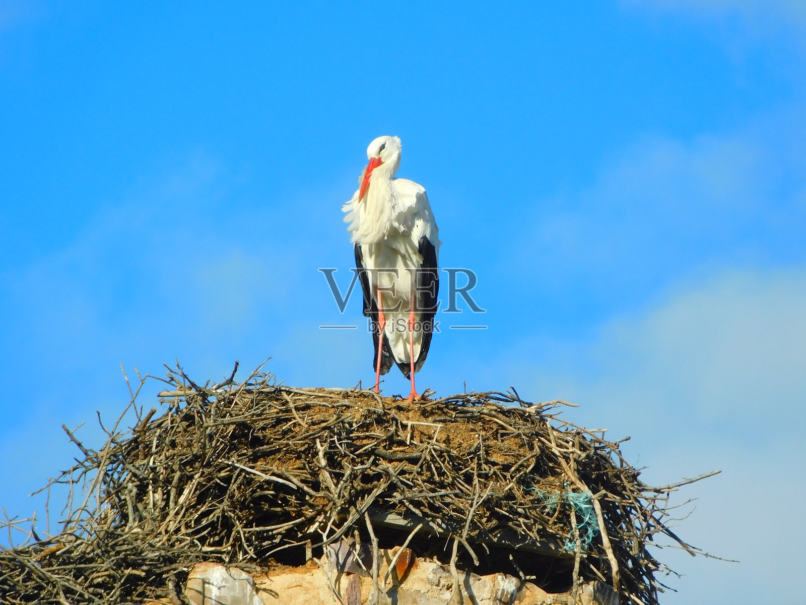 白鹳在巢中照片摄影图片