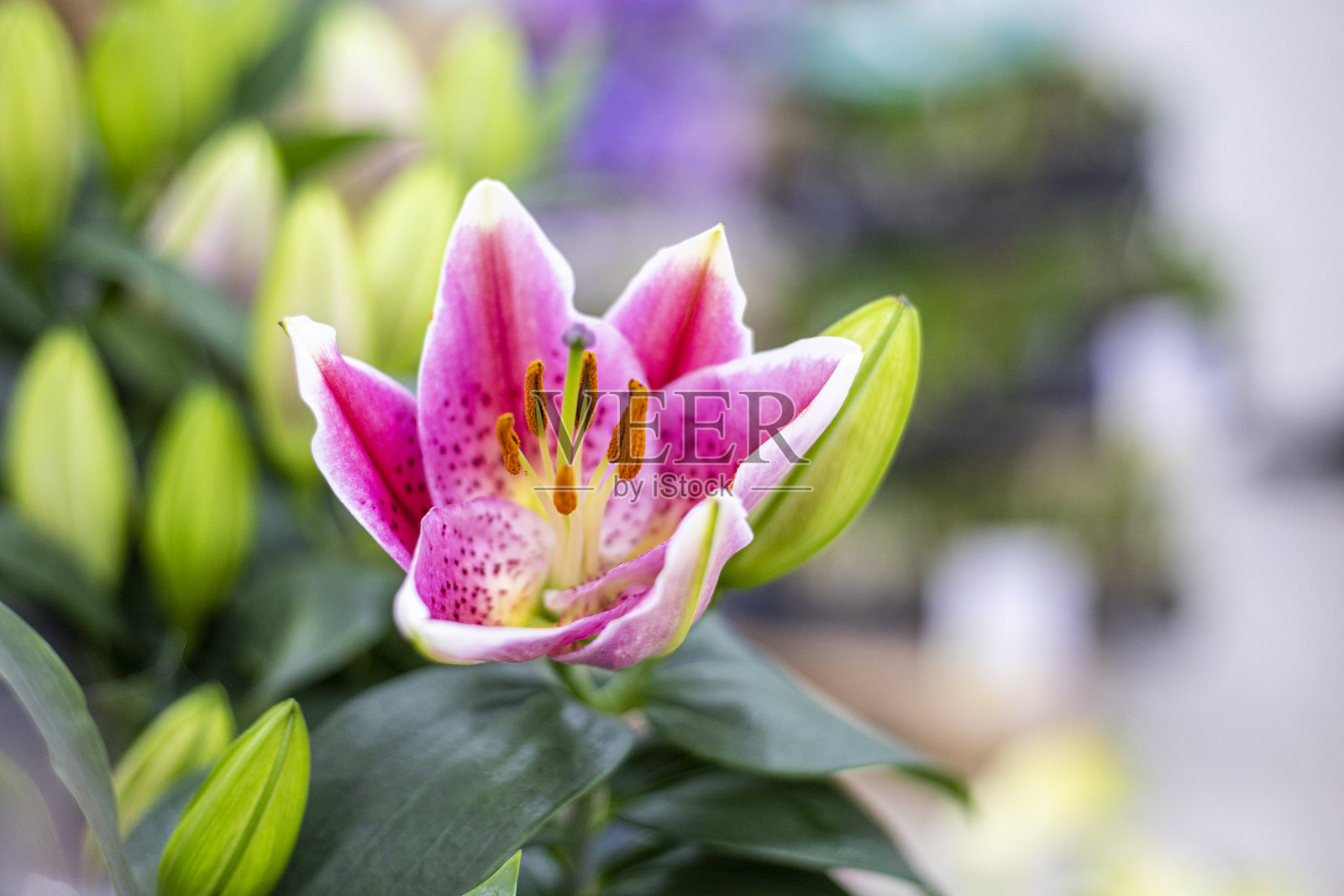 娇嫩绽放的室内花卉粉色百合。花卉的生长与疾病。国际妇女节照片摄影图片