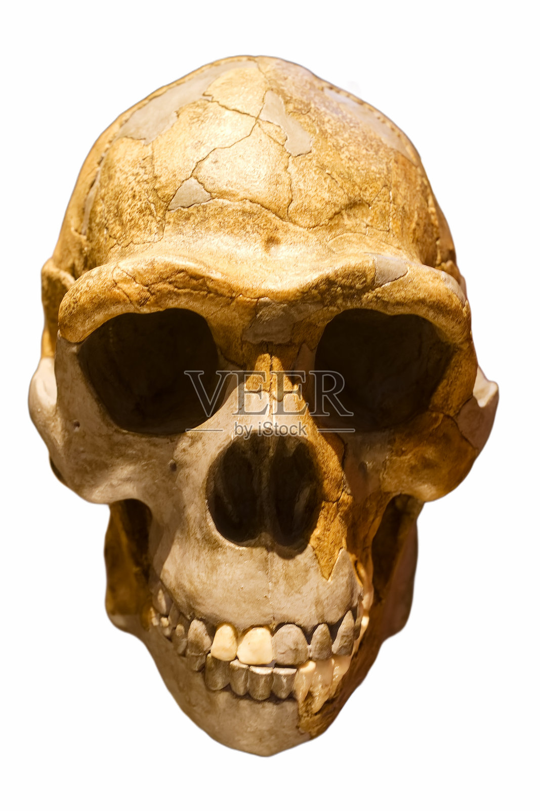 人类头骨，原始，古代，类人，背景，白色，截断，眼窝，骨骼照片摄影图片