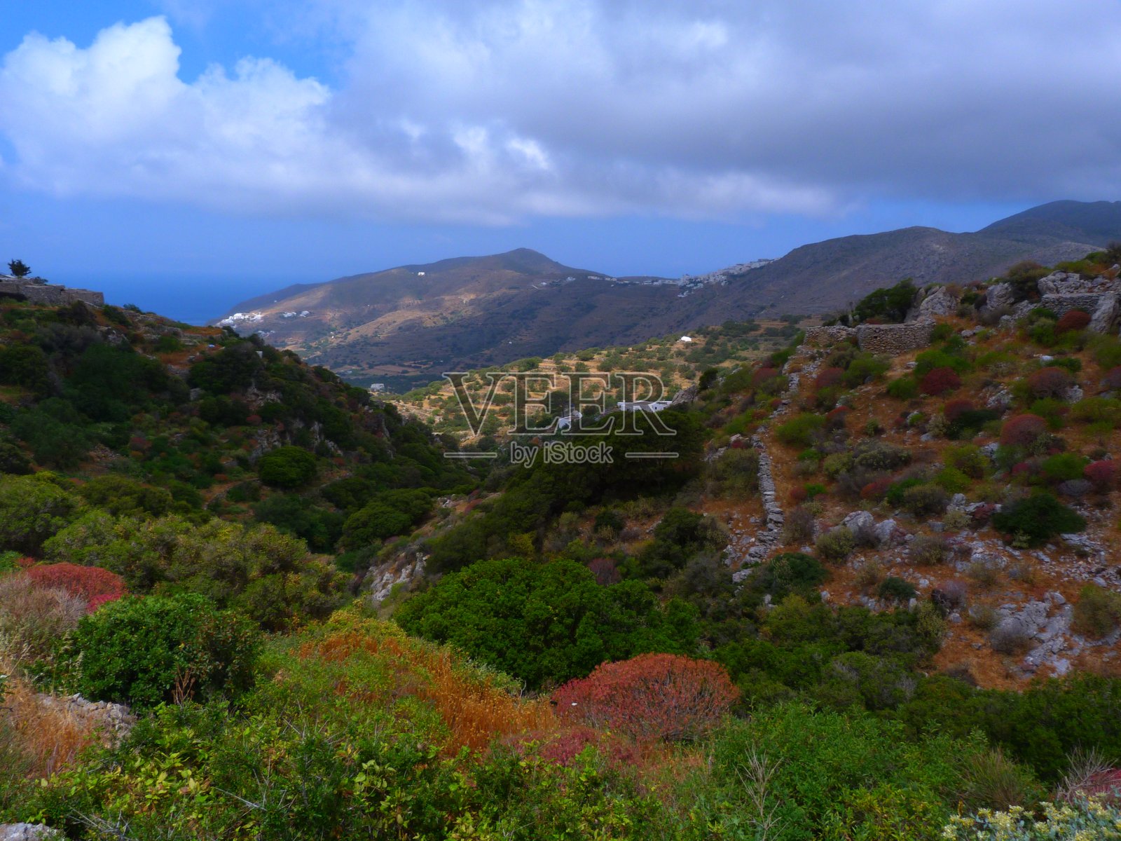 地中海风景，春季的乳突花，阿莫尔戈斯岛，基克拉泽斯群岛，希腊照片摄影图片