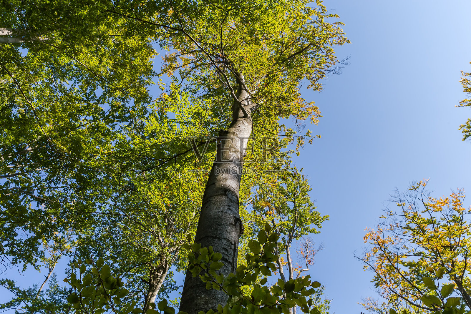 森林中的老山毛榉树，底部视角对着天空照片摄影图片