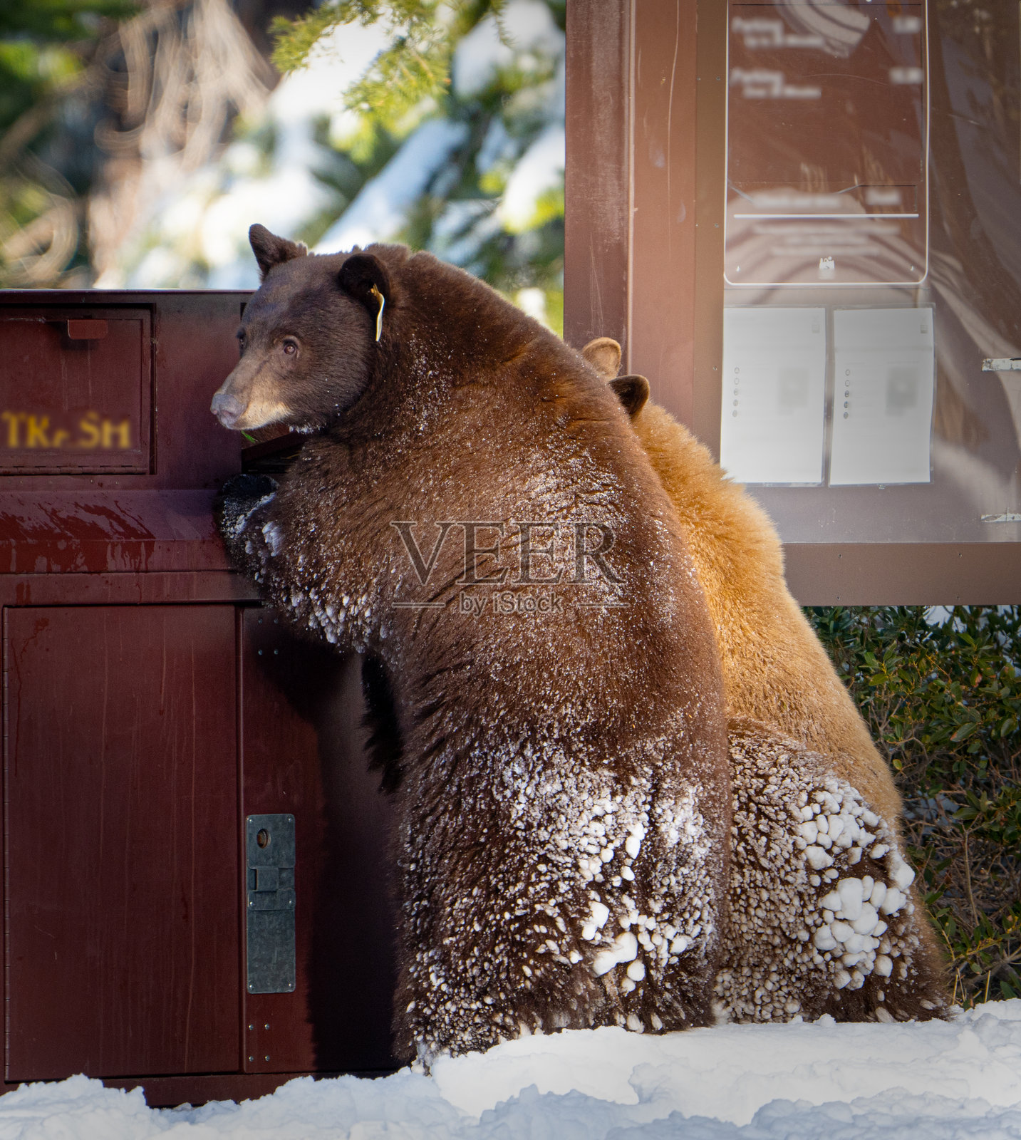 一只带有追踪标签的熊在雪地中调查垃圾箱照片摄影图片