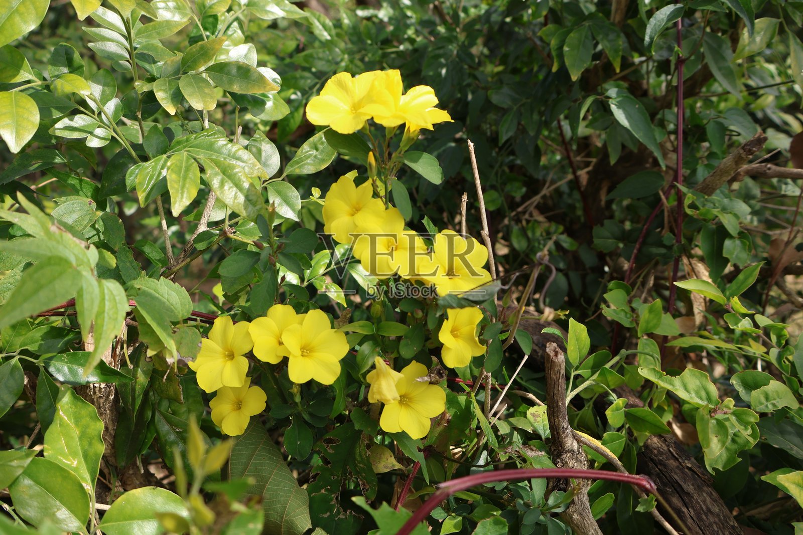 Reinwardtia Indica - 黄亚麻 - 巴桑提 - 皮奥利照片摄影图片