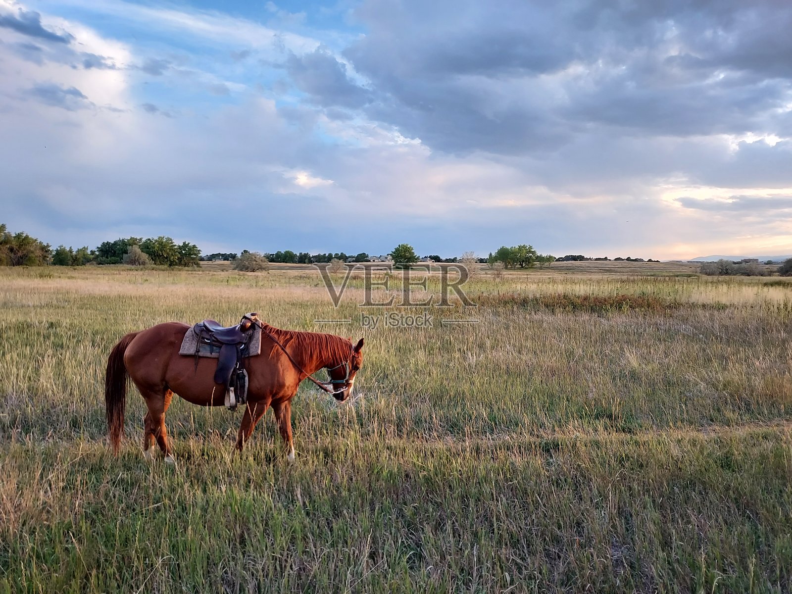 草地上的马照片摄影图片