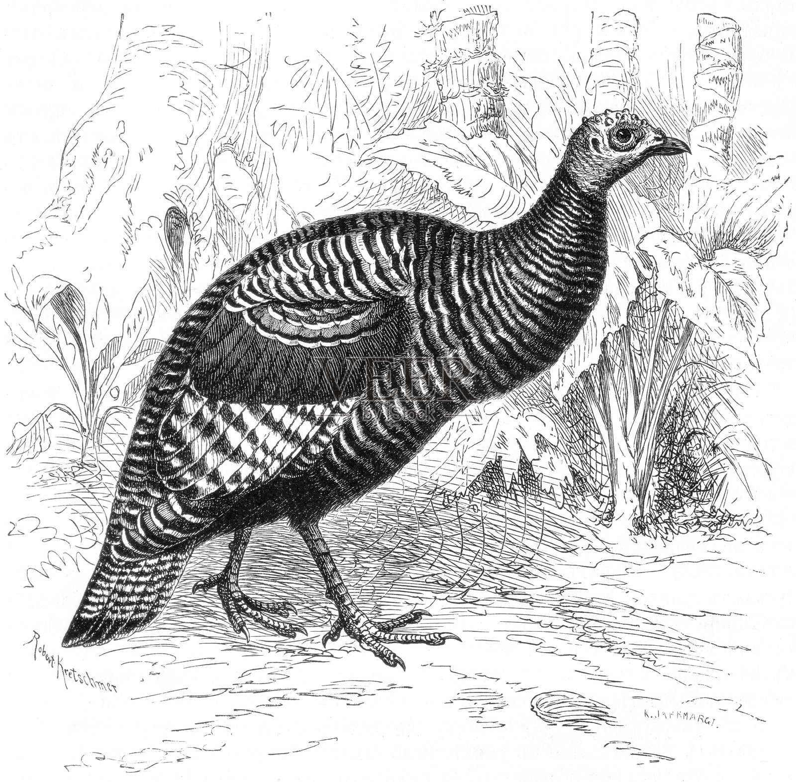 斑点火鸡，Meleagris ocellata，主要栖息于墨西哥尤卡坦半岛的火鸡种类插画图片素材