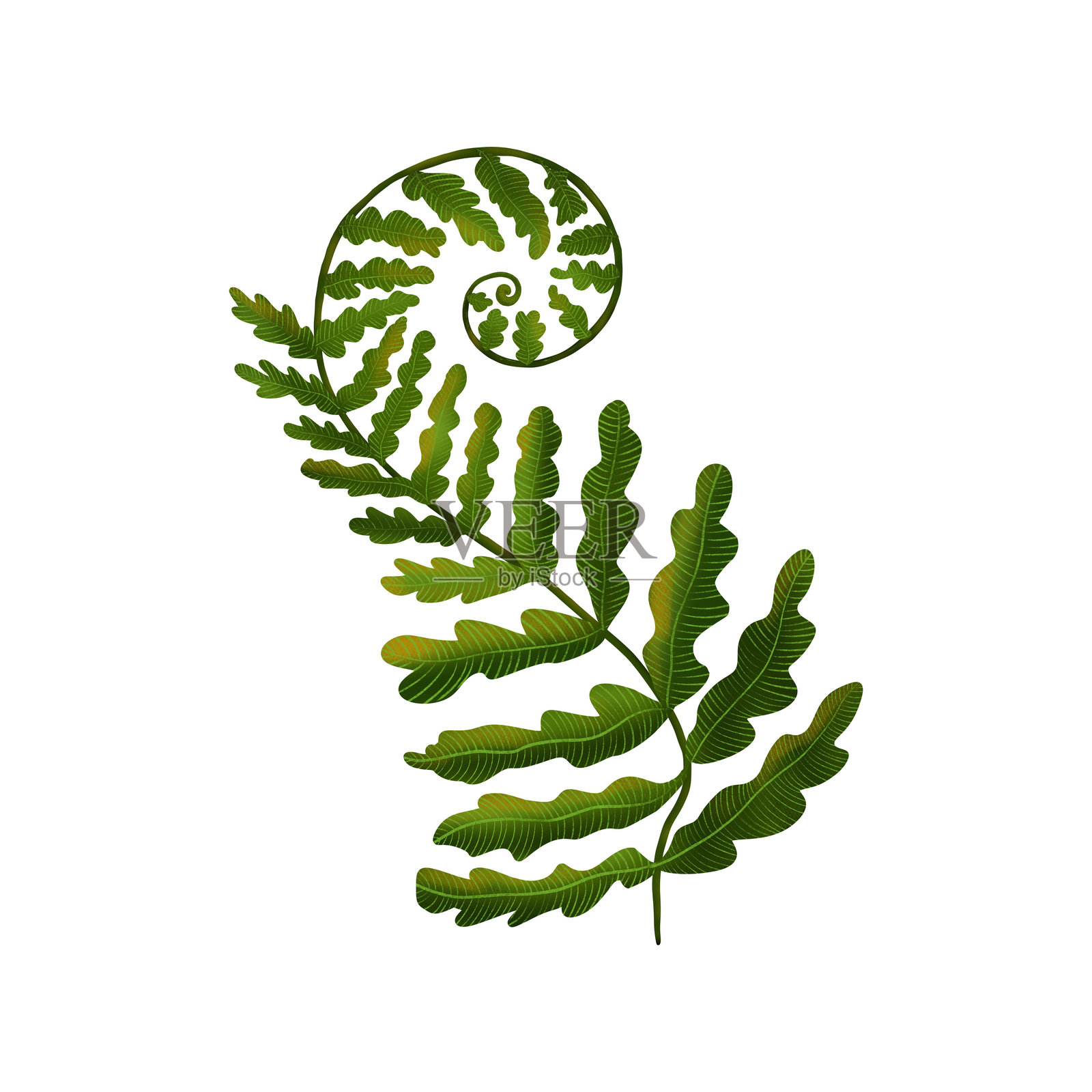 旋转的蕨类植物叶子插画图片素材