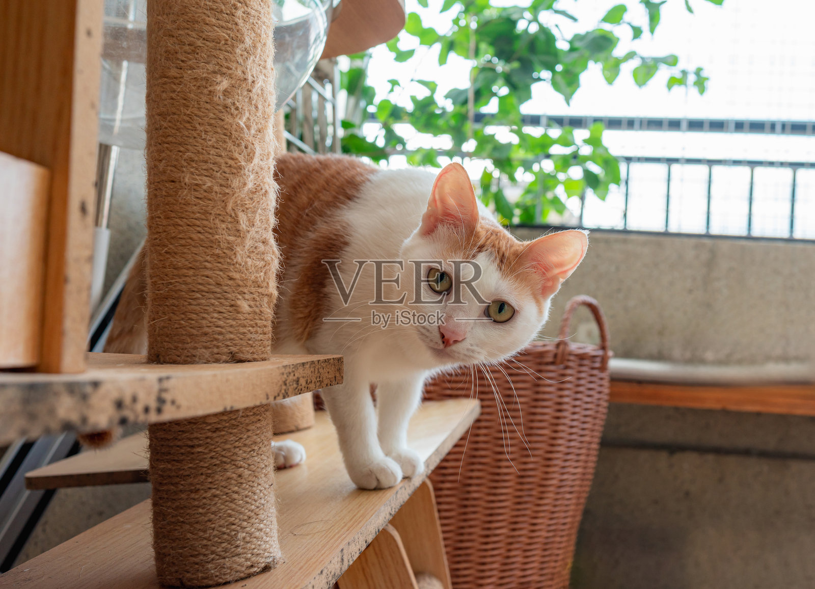 一只可爱的小橘猫照片摄影图片