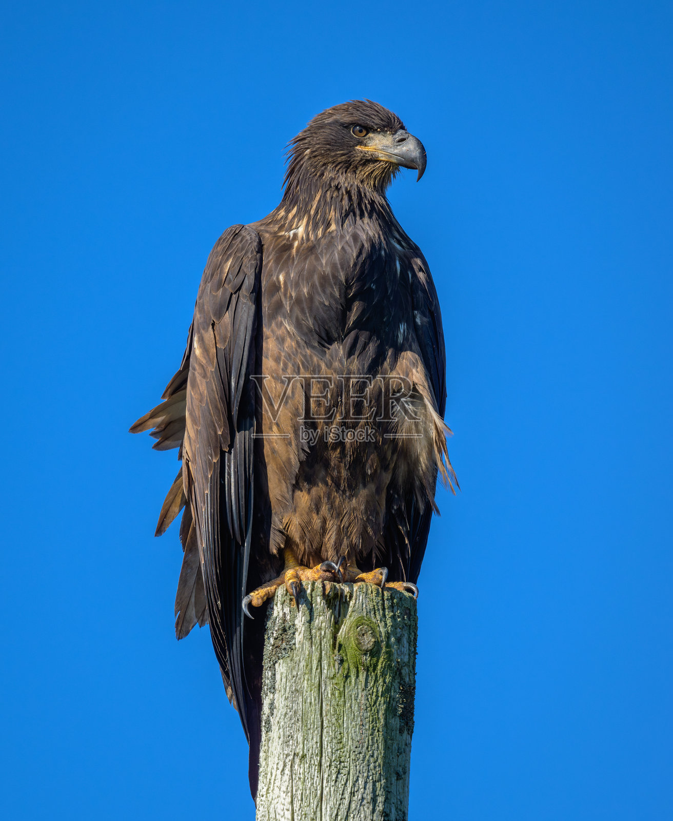 未成熟的幼年秃鹰栖息在电线杆上照片摄影图片