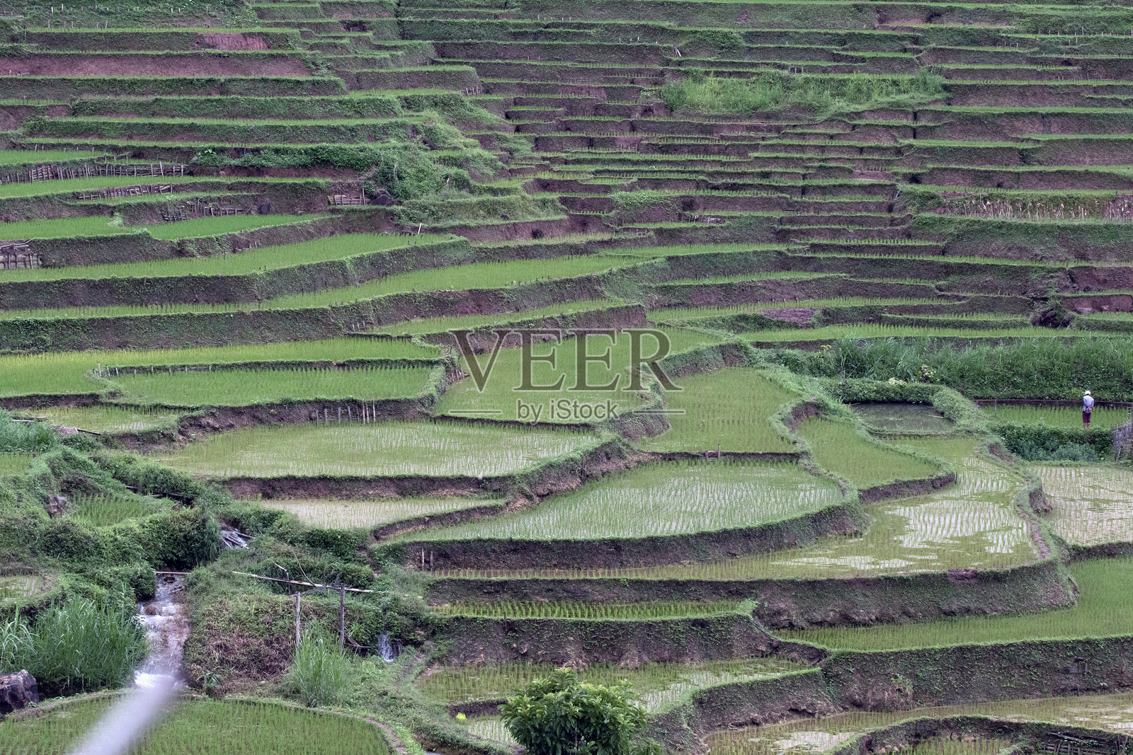 越南稻田梯田照片摄影图片
