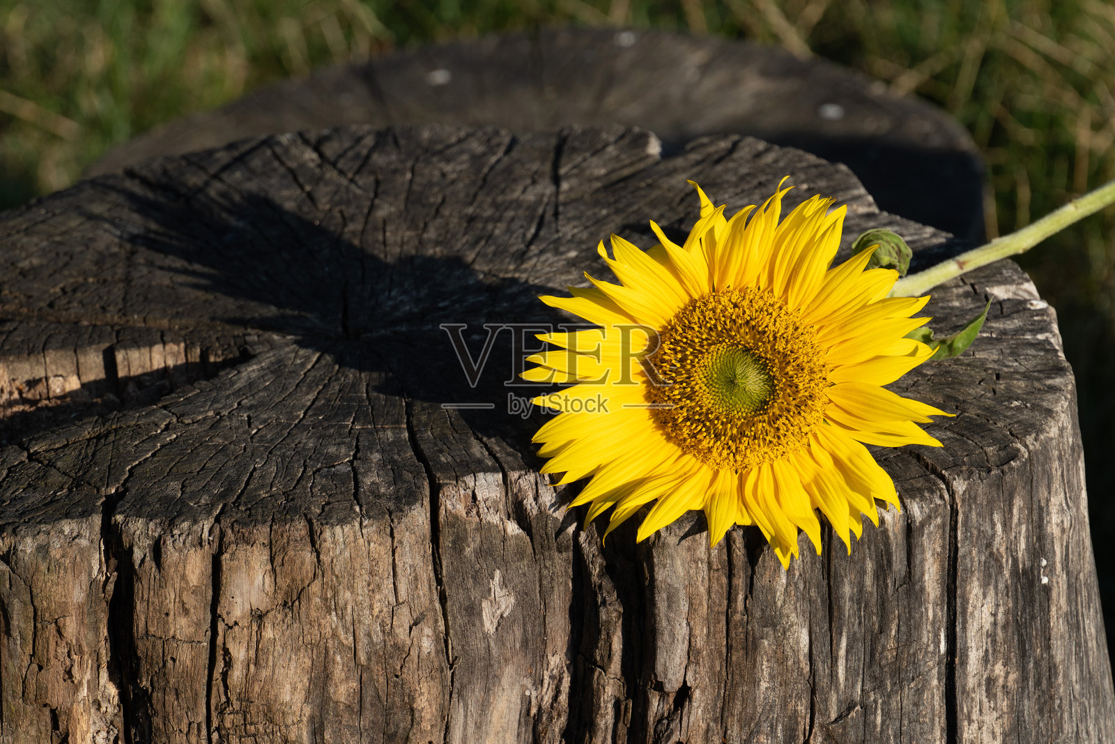 树桩上的向日葵 – 乡村静物照片摄影图片