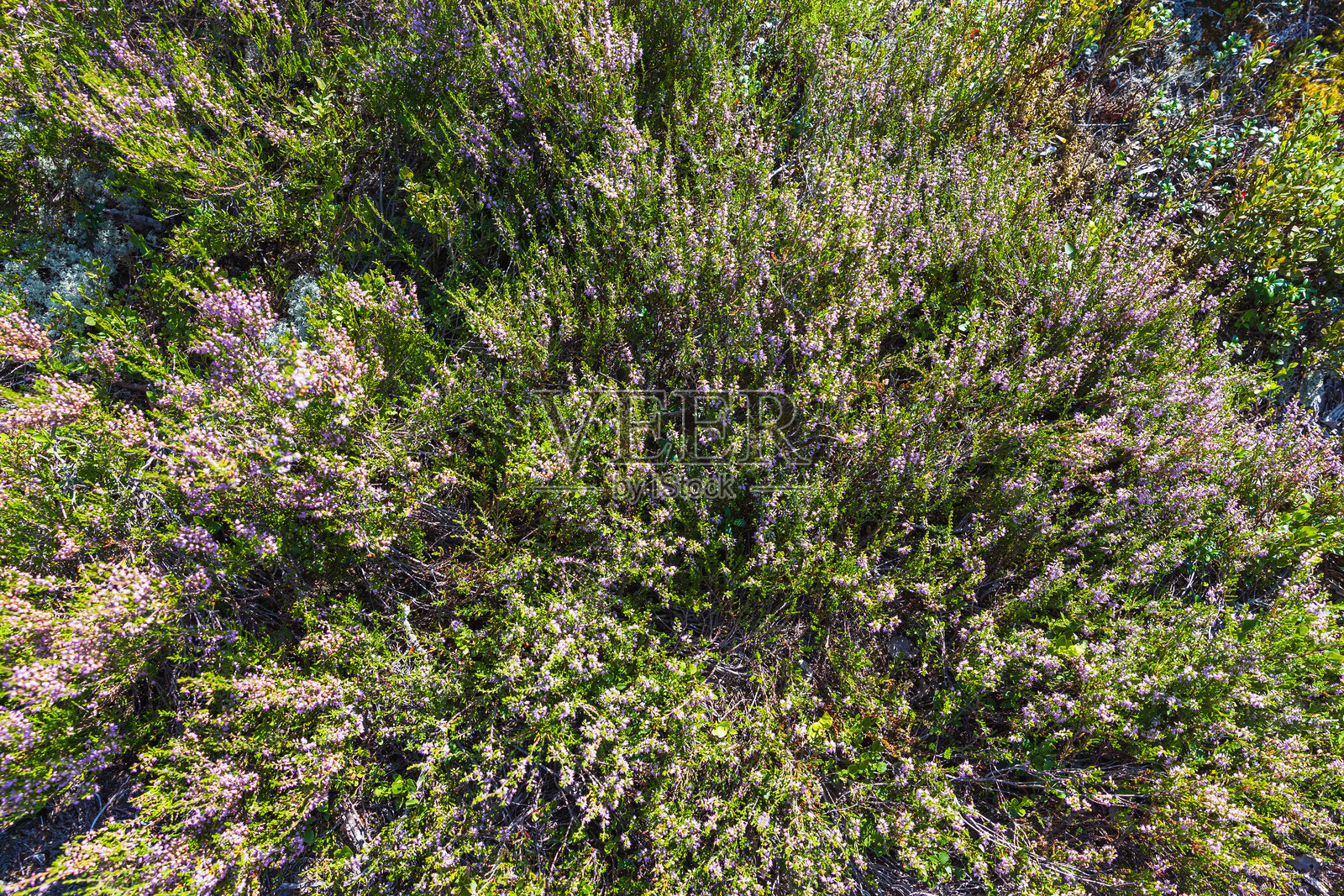 在郁郁葱葱的植被中盛开的石楠花，俯视图照片摄影图片