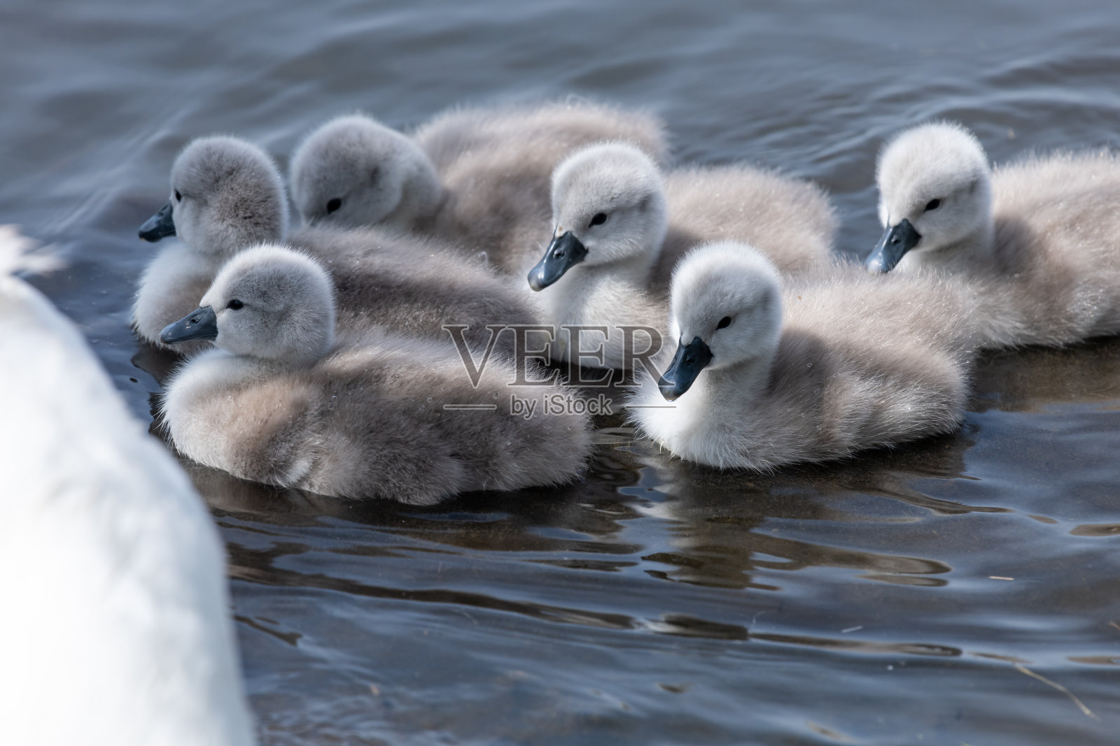 mute swan (cygnus olor) 的幼鸟照片摄影图片