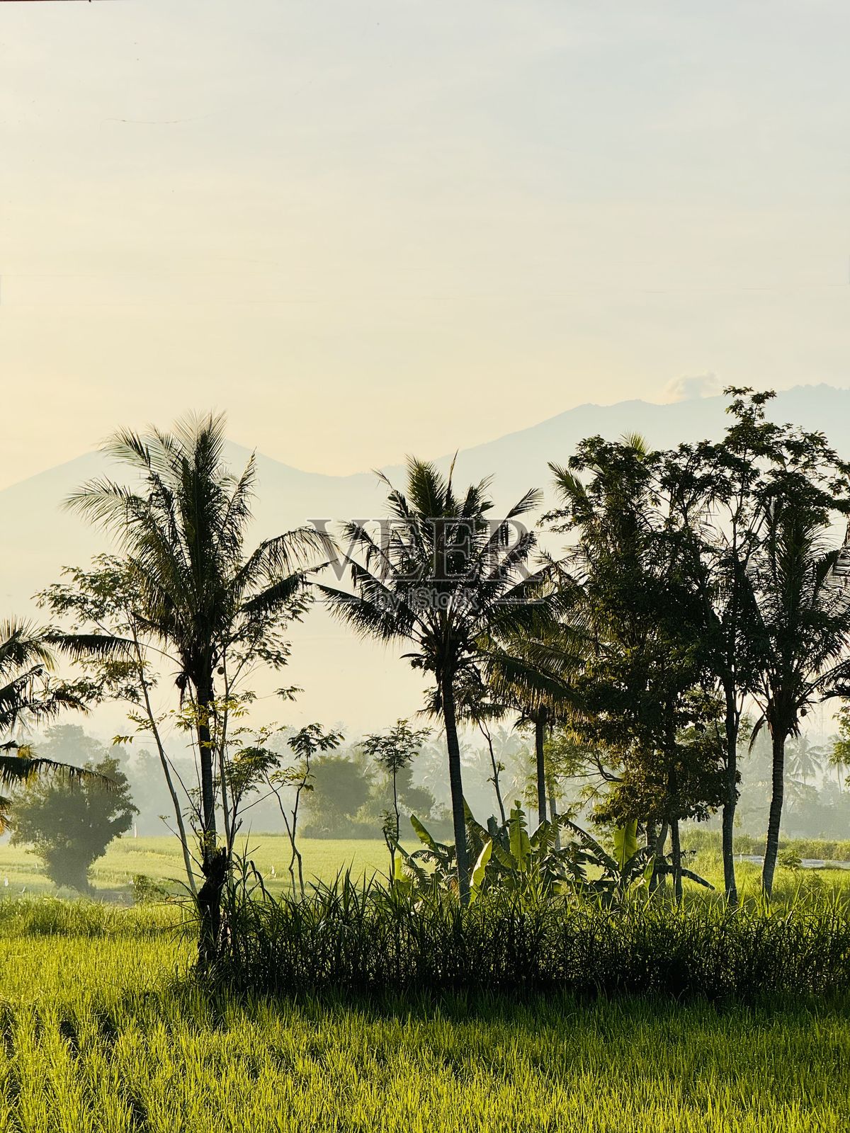 郁郁葱葱的稻田，棕榈树与雾蒙蒙的山脉背景照片摄影图片