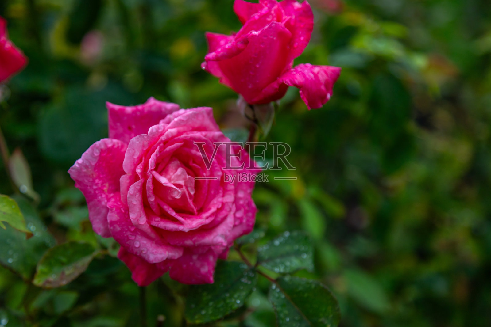 基督城的粉色玫瑰照片摄影图片