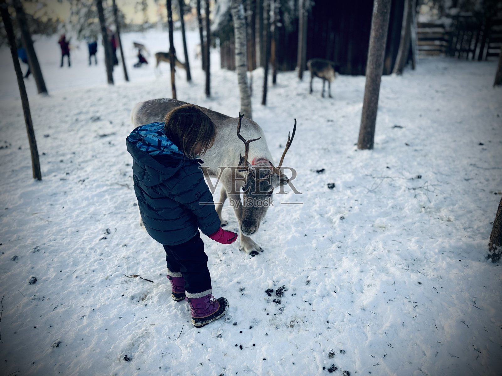 女孩与驯鹿照片摄影图片