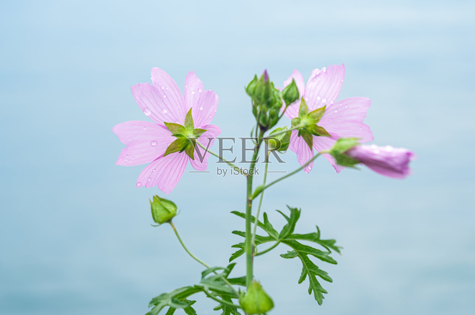粉色花朵与柔和蓝色背景上的雨滴照片摄影图片