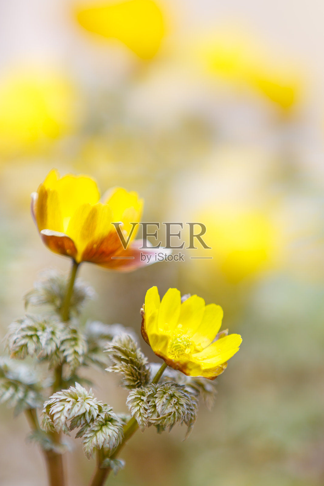 雉鸡眼照片摄影图片