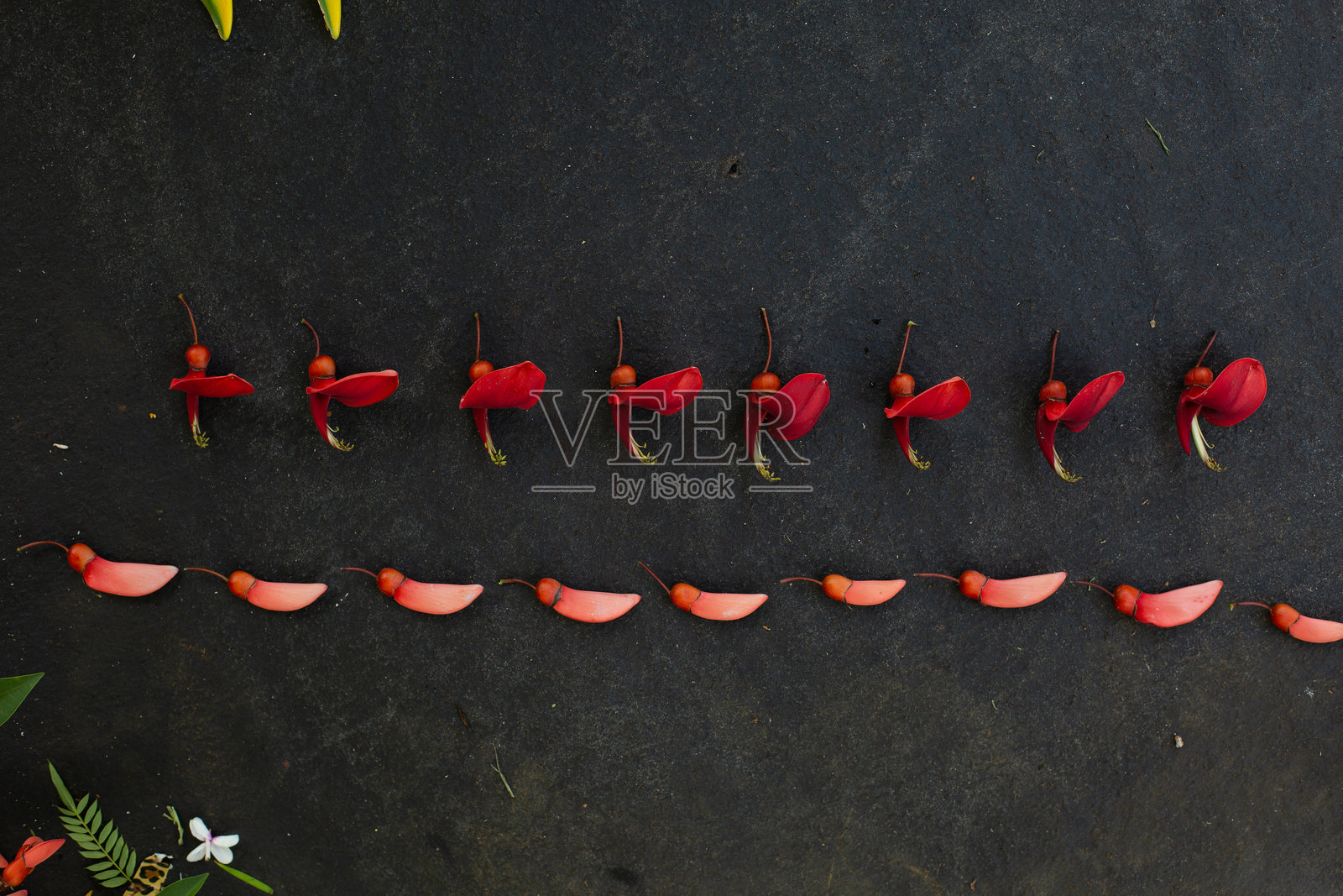 在夏威夷考艾岛，黑色背景上有趣的重复图案排列的植物种子和茎的特写照片摄影图片