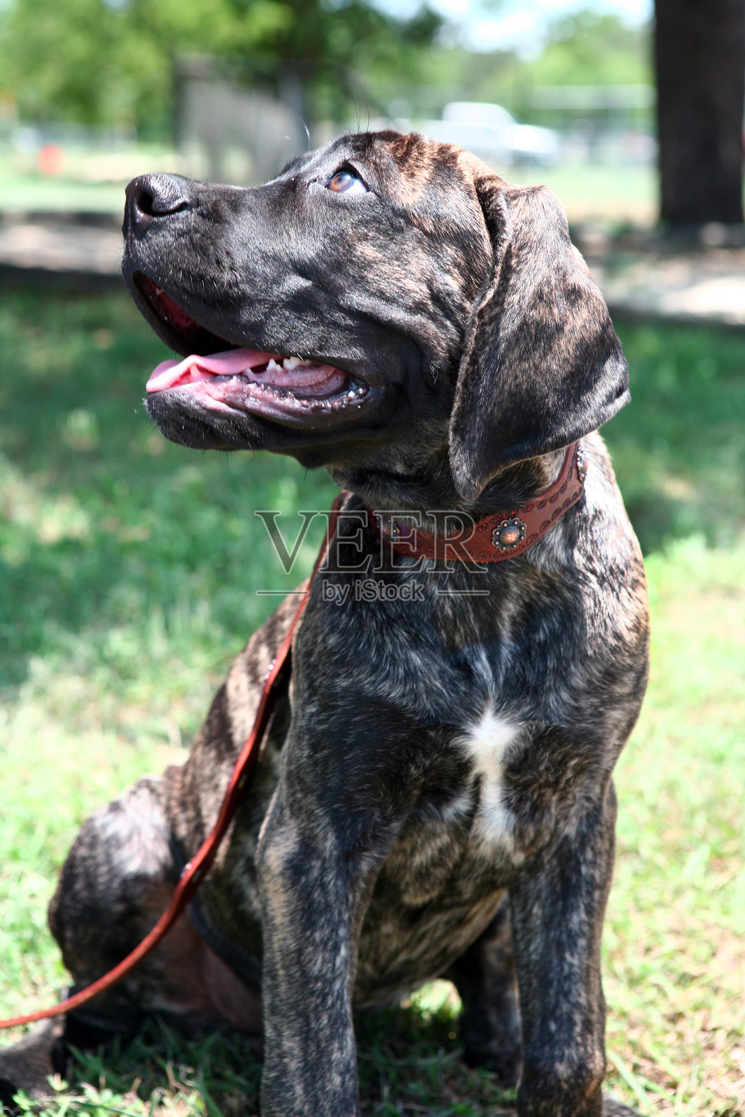 一只美丽的虎斑大丹犬幼犬，系着牵引绳和项圈，坐在草地上，目光投向远方。照片摄影图片