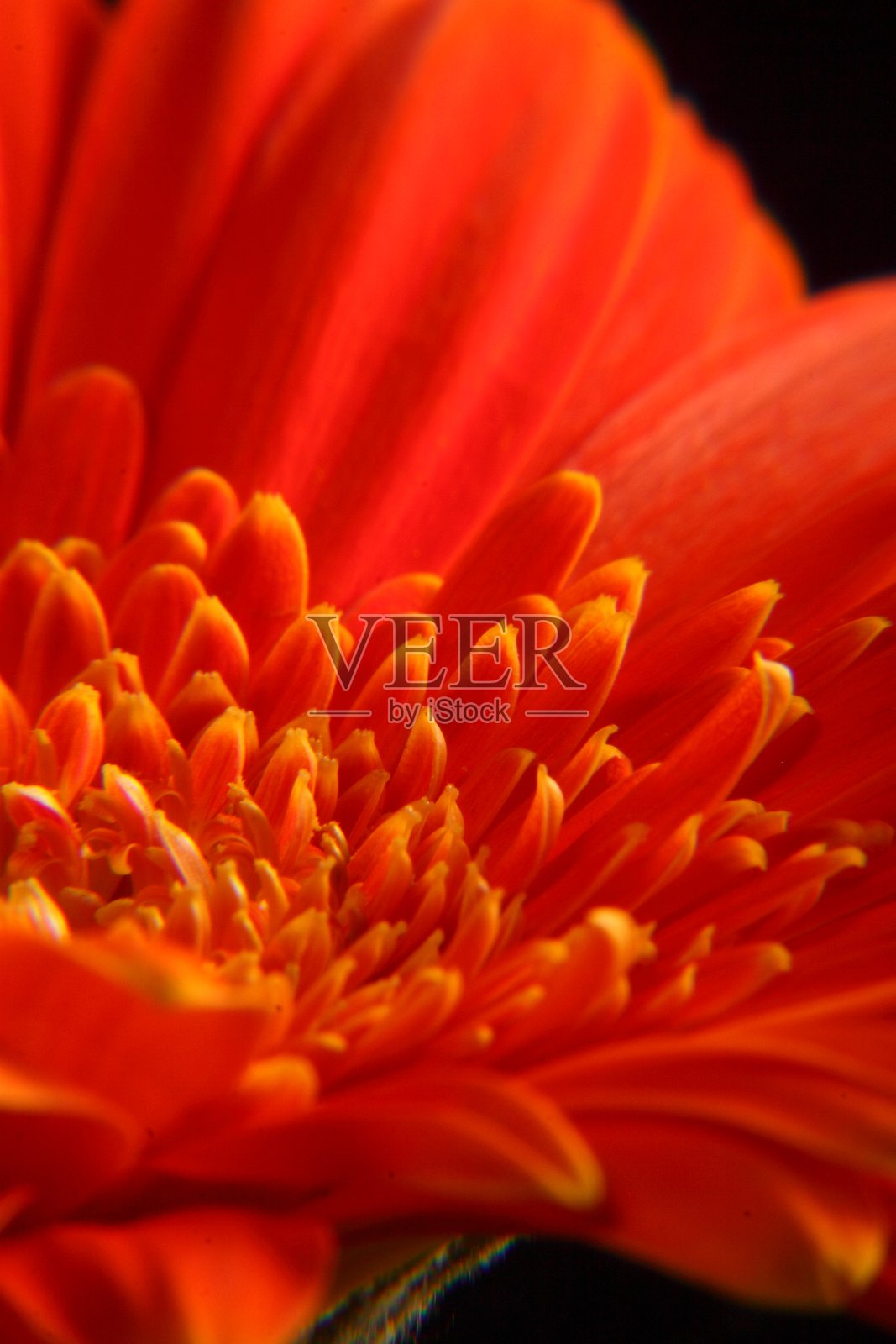 橙色非洲菊花朵特写照片摄影图片