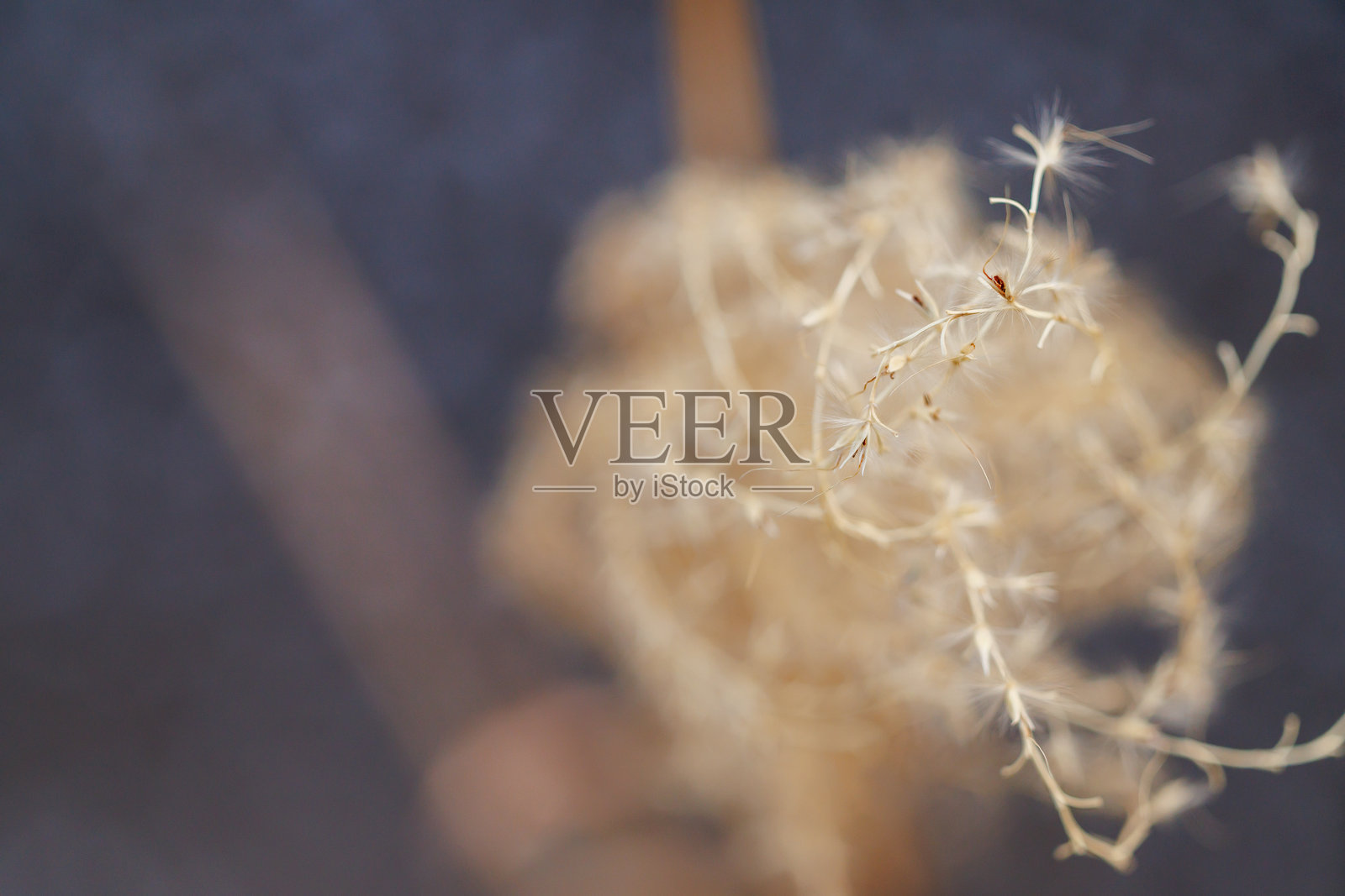 日本芒草照片摄影图片