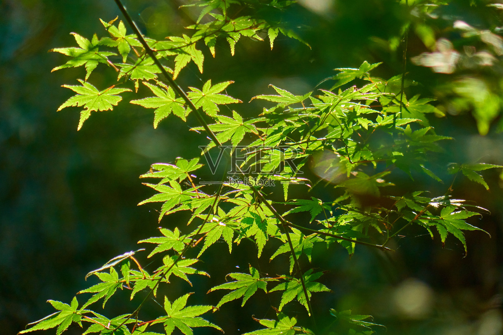 森林中的绿色叶子照片摄影图片