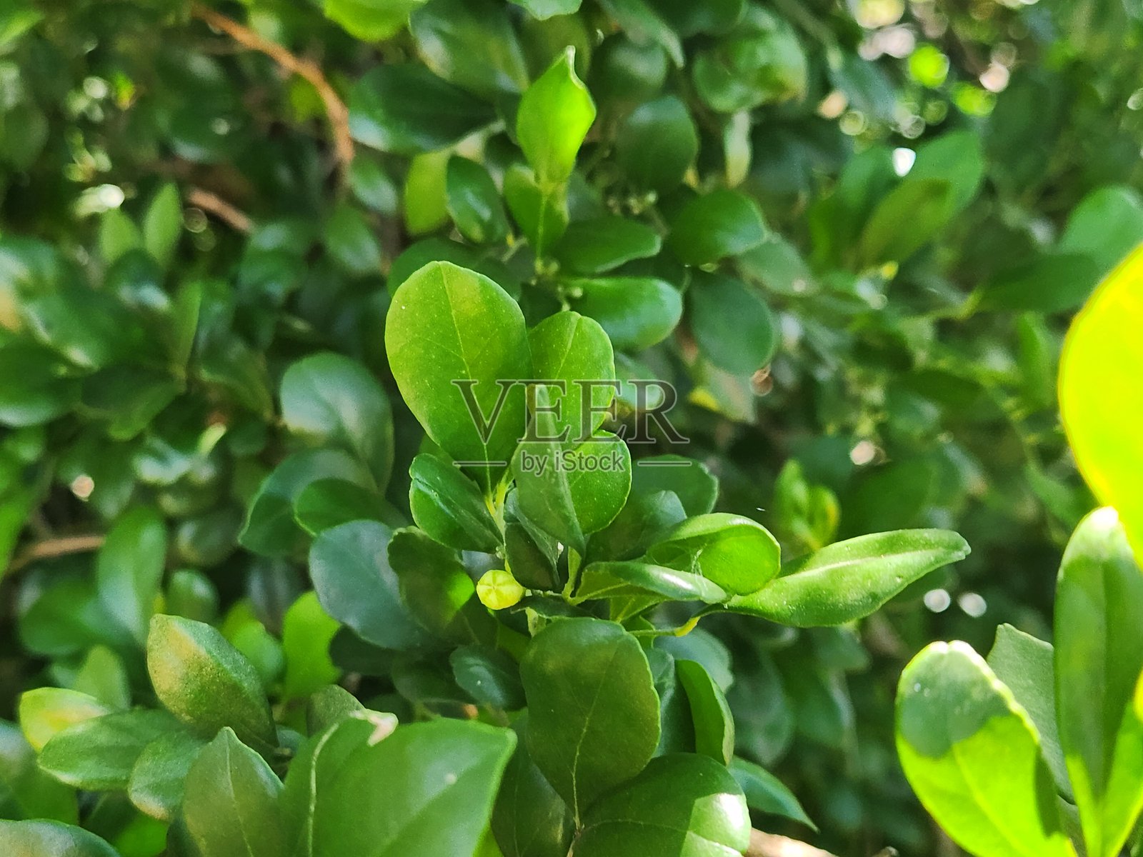 桃金娘植物（Myrtus）因其装饰性和药用特性而受到重视。它那芬芳的白色花朵和光滑的绿色叶子是地中海花园中的亮点。桃金娘还以其韧性和易于栽培而闻名。照片摄影图片