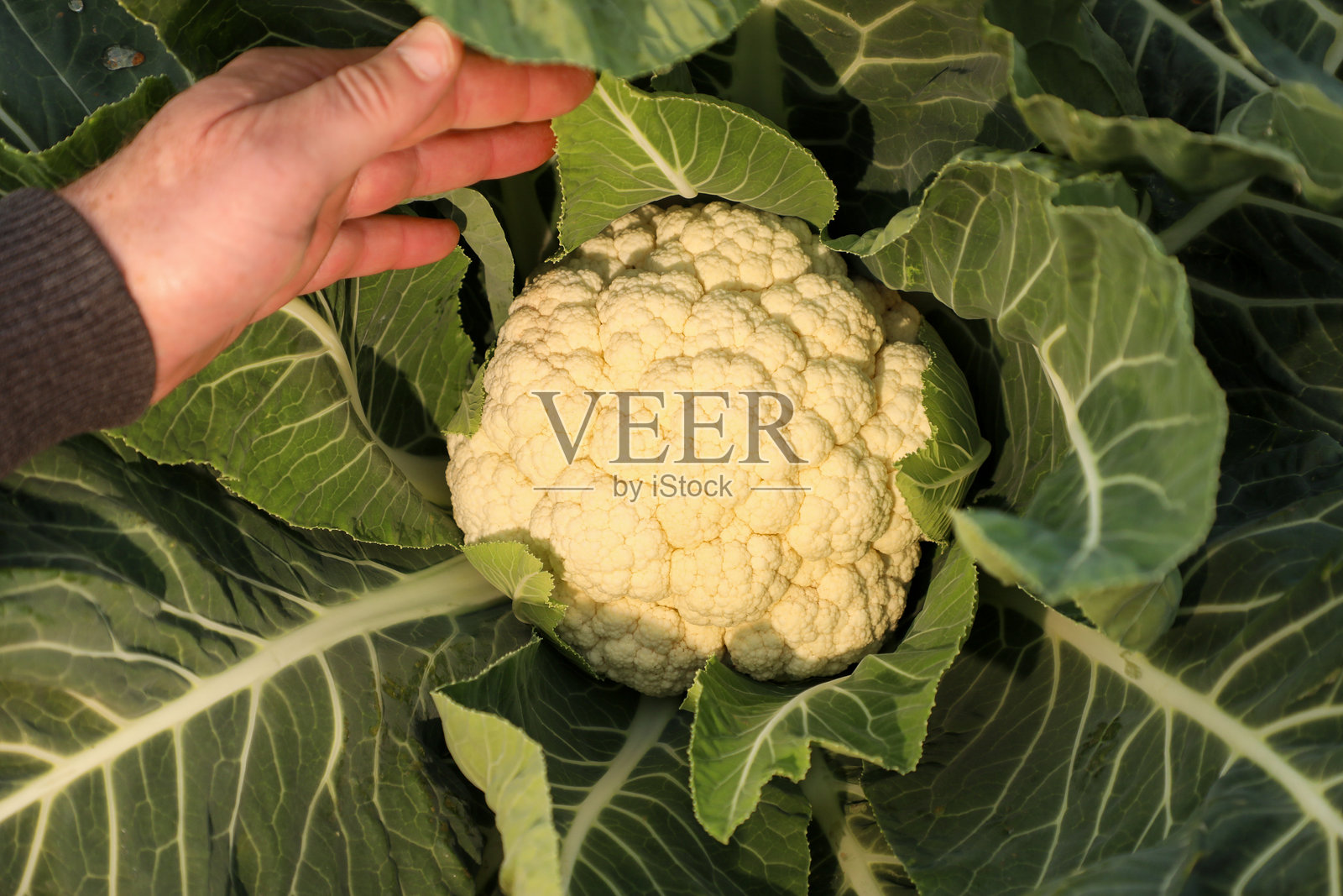 一位勤劳的农民收获新鲜的花椰菜，以便将其送往市场。照片摄影图片