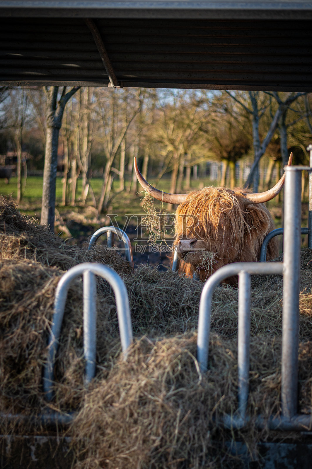 日落时分的高地牛，苏格兰牛照片摄影图片
