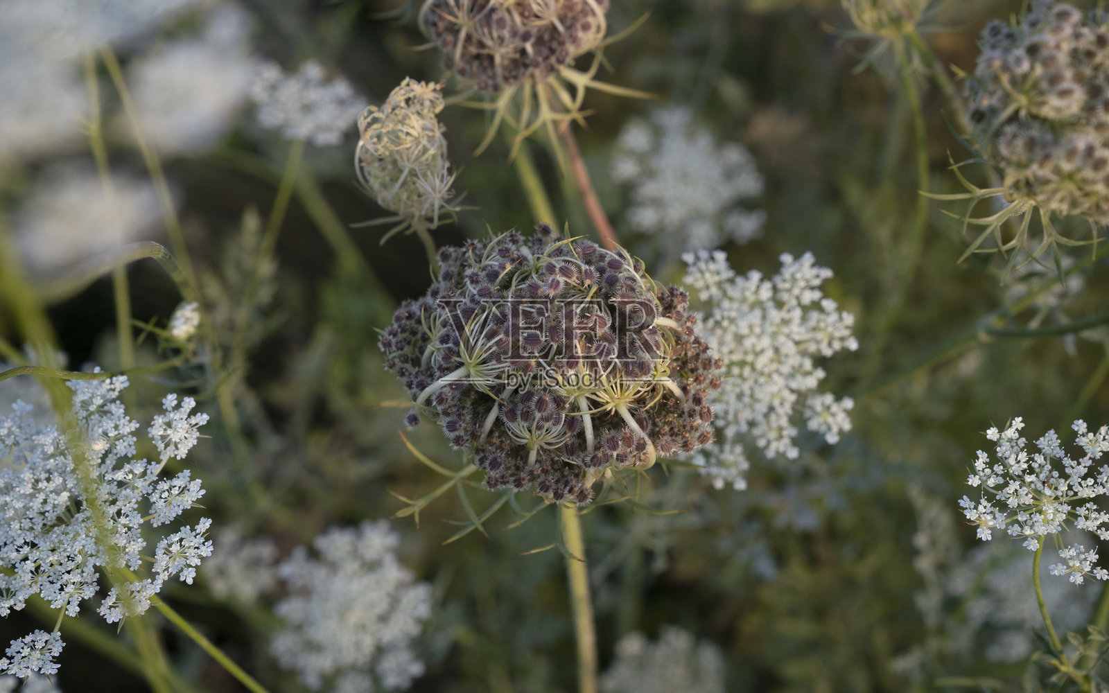 高角度视图的胡萝卜种子荚和盛开在草地上的白色花朵照片摄影图片